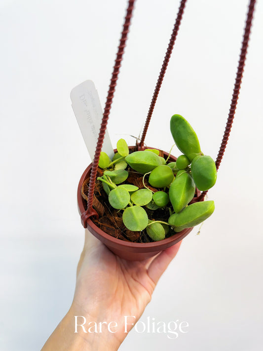 Dischidia Major 4” Hanging Basket