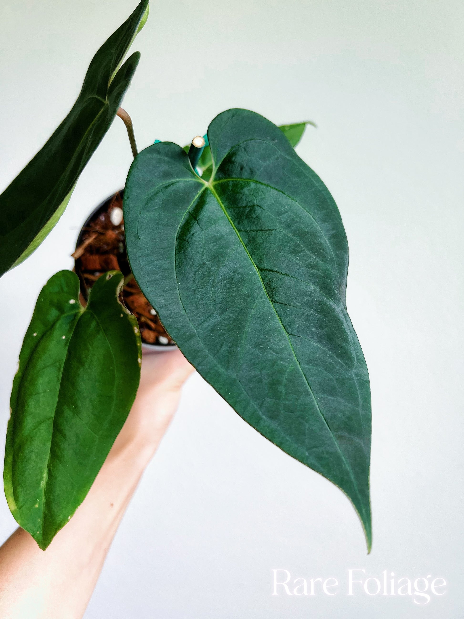 anthurium bleu Anthurium Blue Papillilaminum (Kartel Daun) 4” – Rare Foliage Plant Co