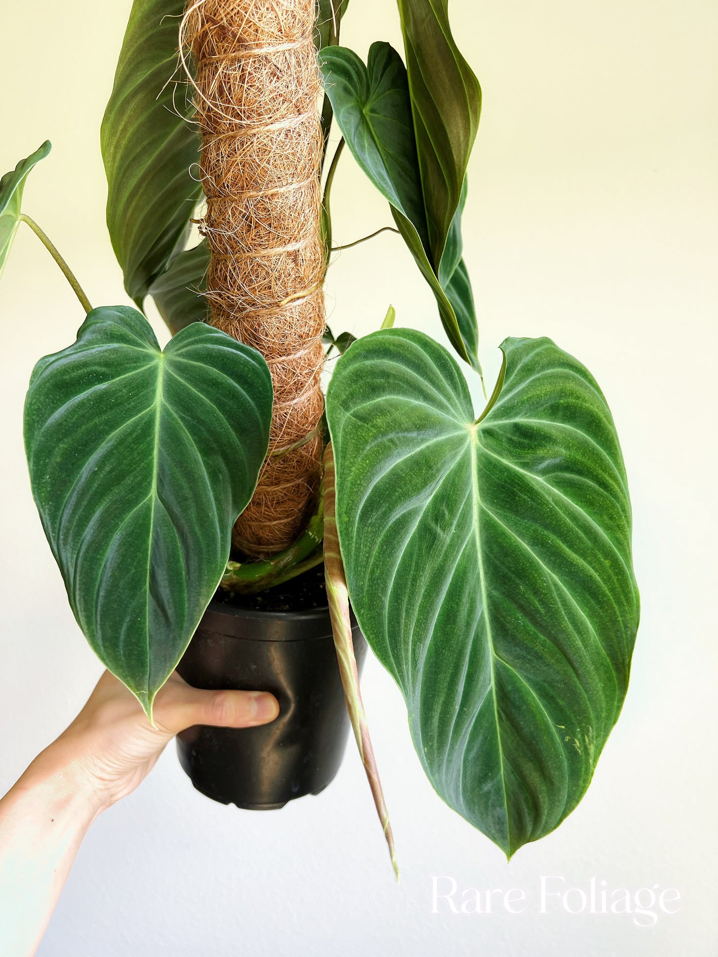 Philodendron Splendid Large 6” with Totem - US SELLER