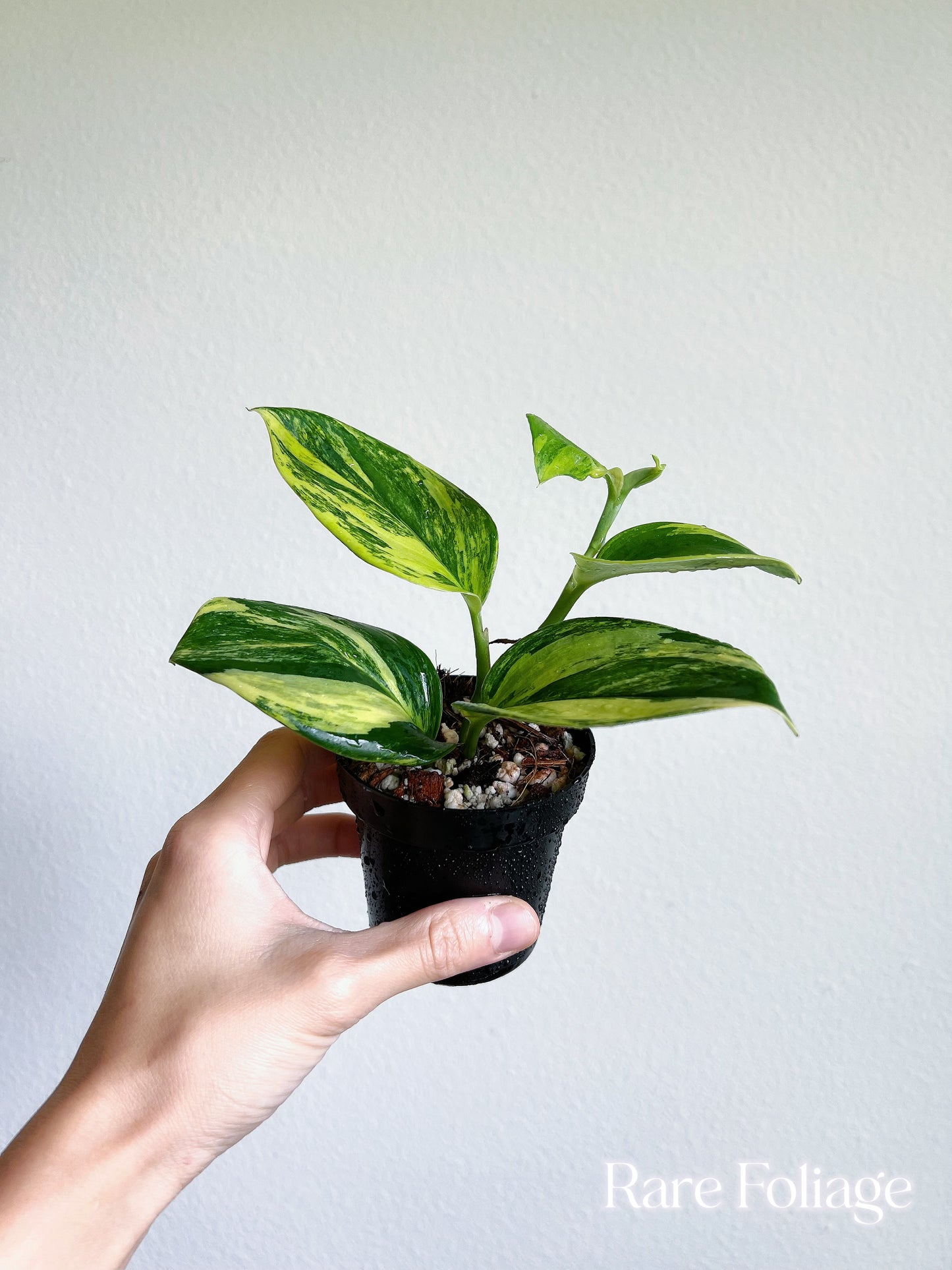 Scindapsus Rubicon Variegated 3”