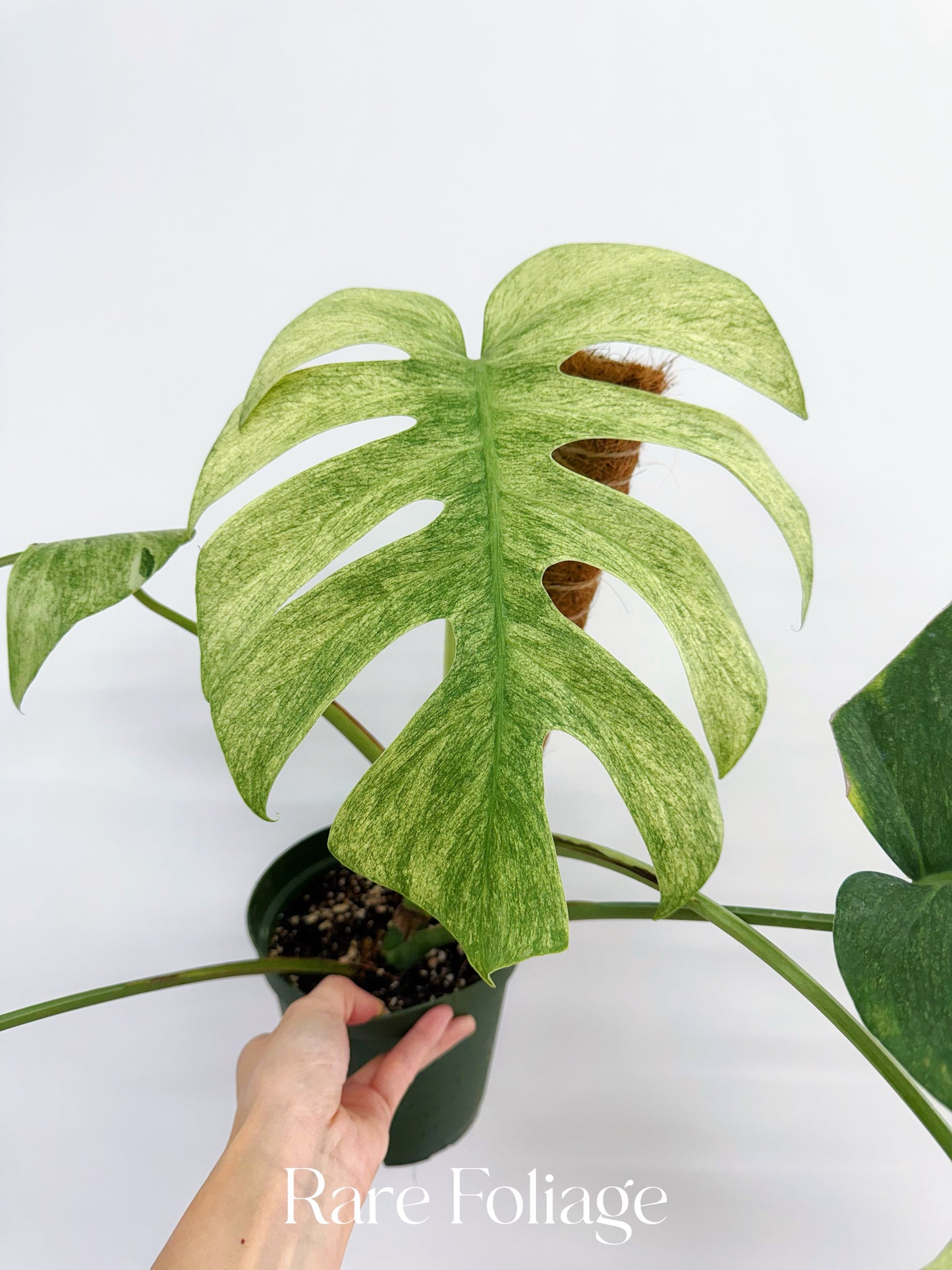 Monstera Full Mint 6” Exact Plant