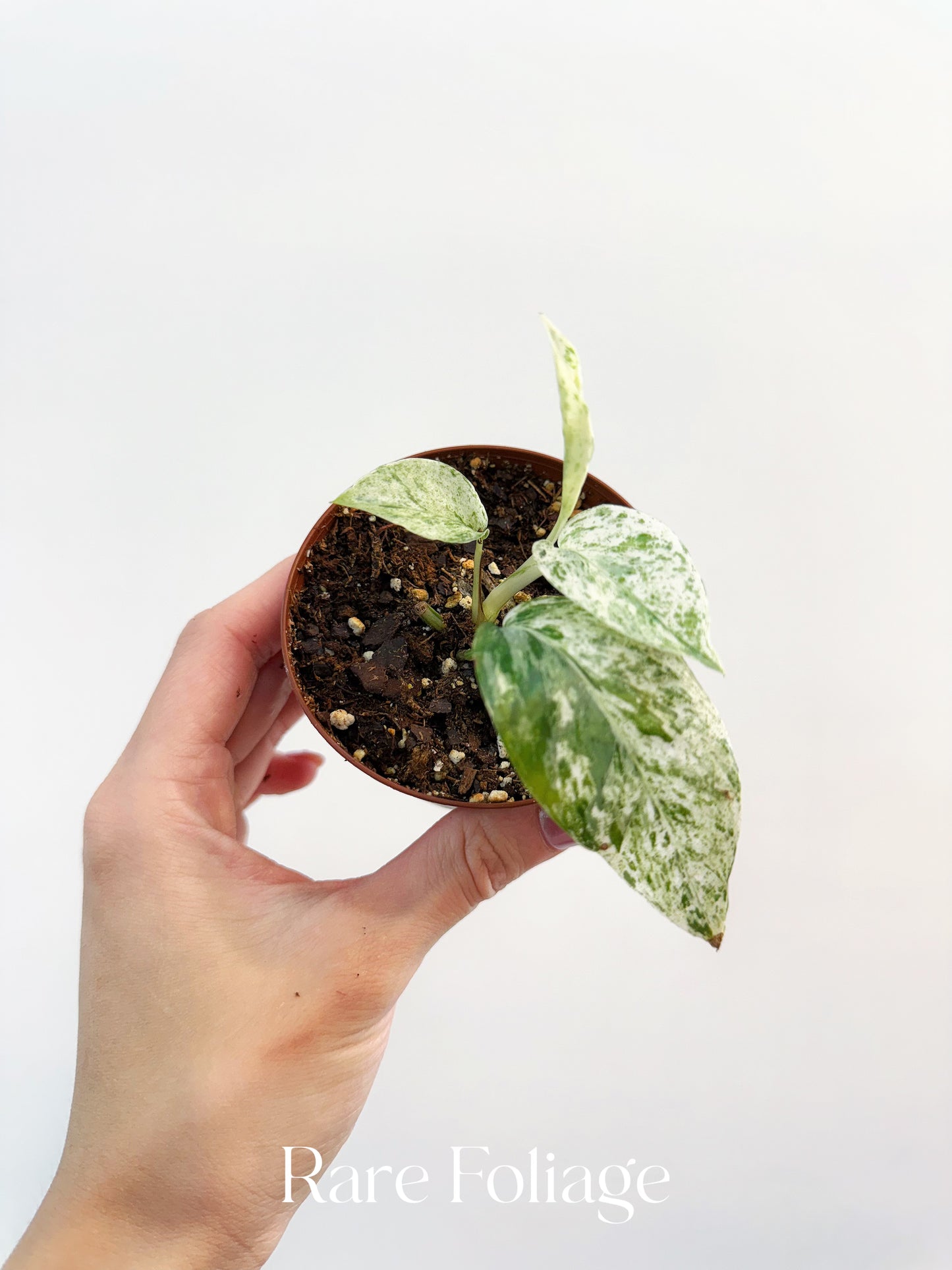 Epipremnum Bali Variegated 3”