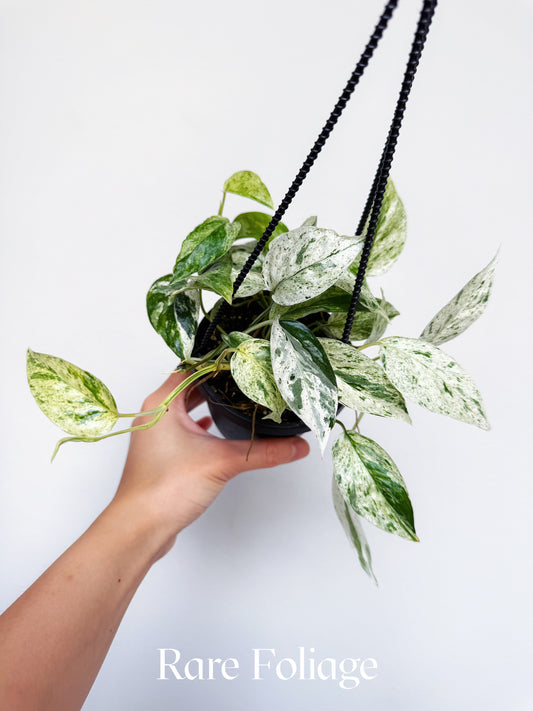 Epi Bali Honoman Variegated 4" Hanging Basket