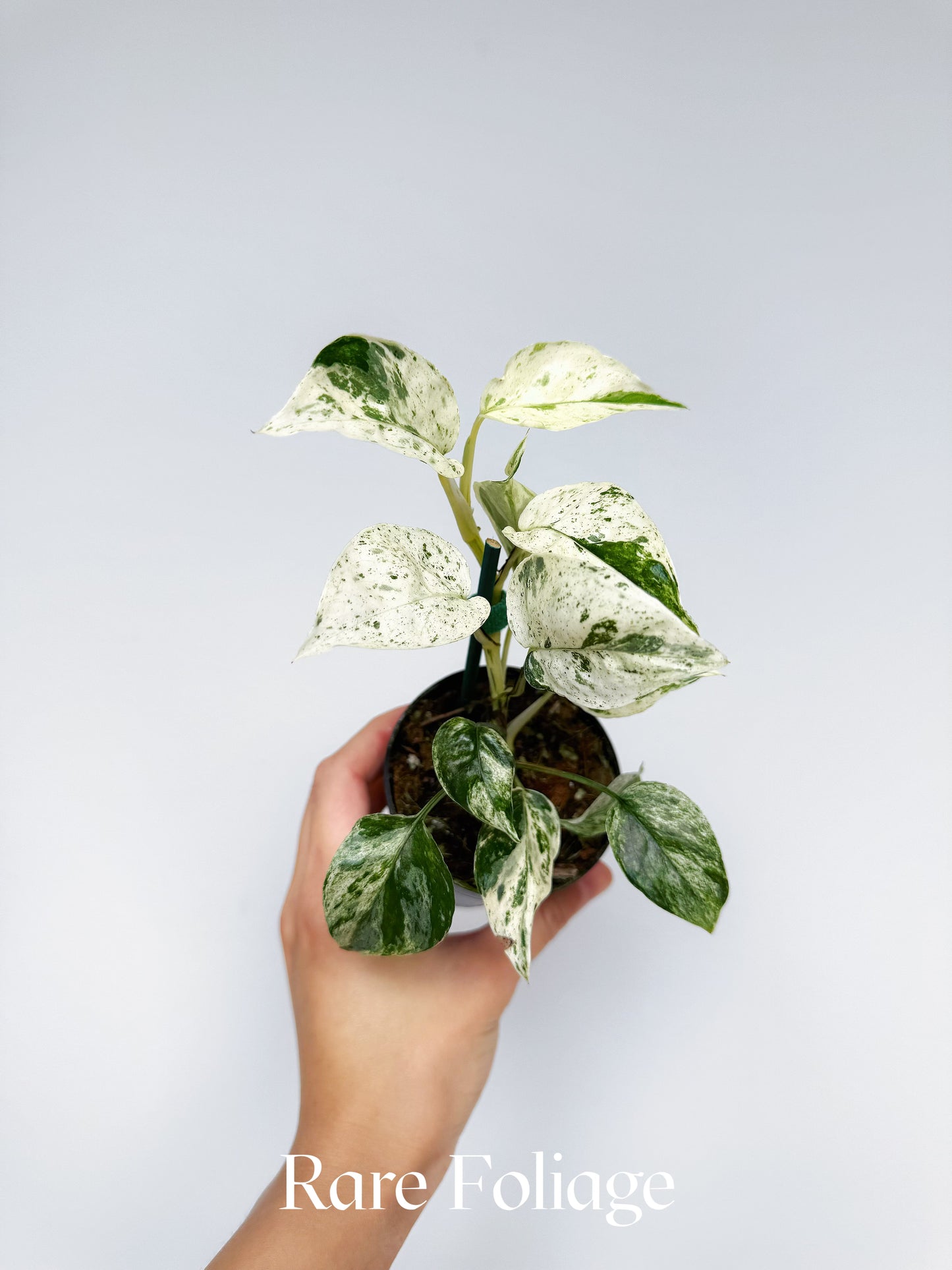 Epipremnum Hanoman Sp. Bali Variegated 3"