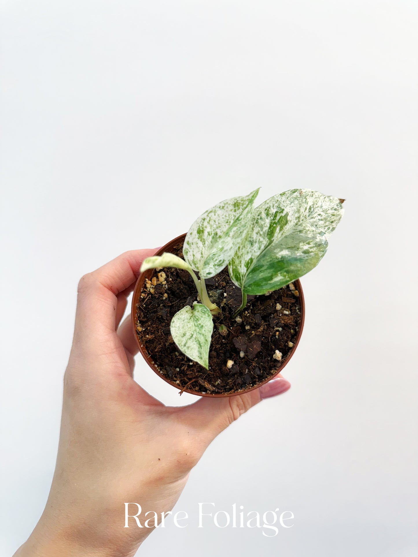 Epipremnum Bali Variegated 3”