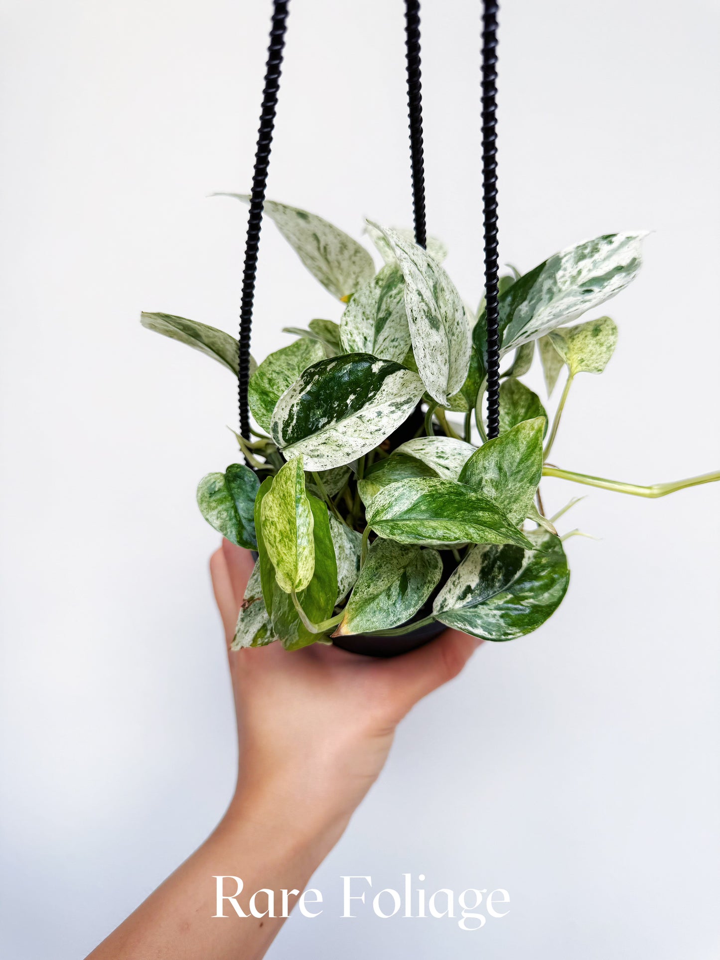 Epi Bali Honoman Variegated 4" Hanging Basket