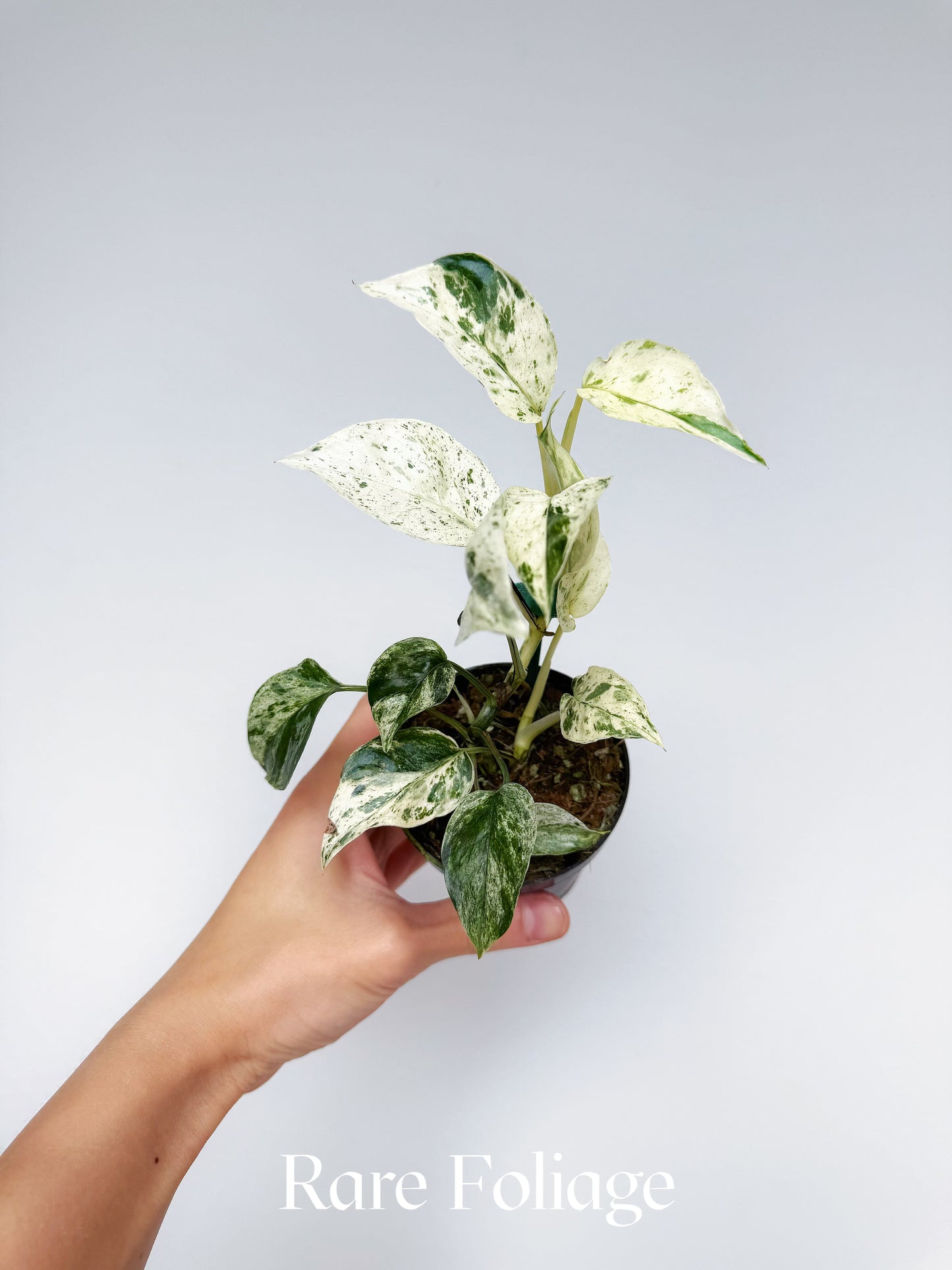 Epipremnum Hanoman Sp. Bali Variegated 3"