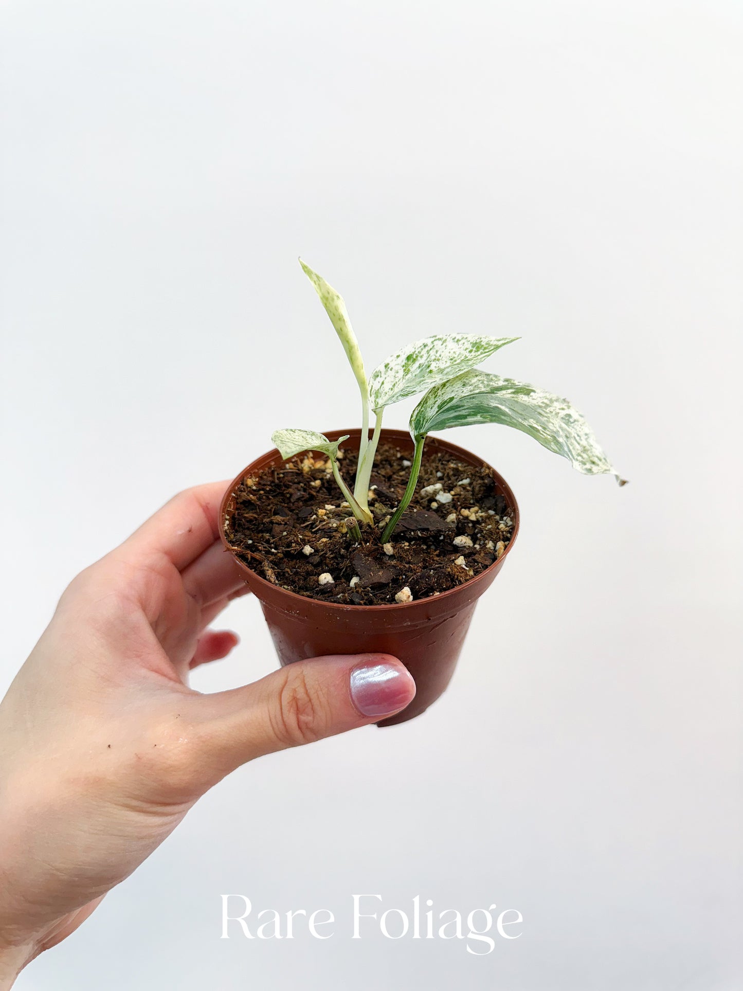Epipremnum Bali Variegated 3”