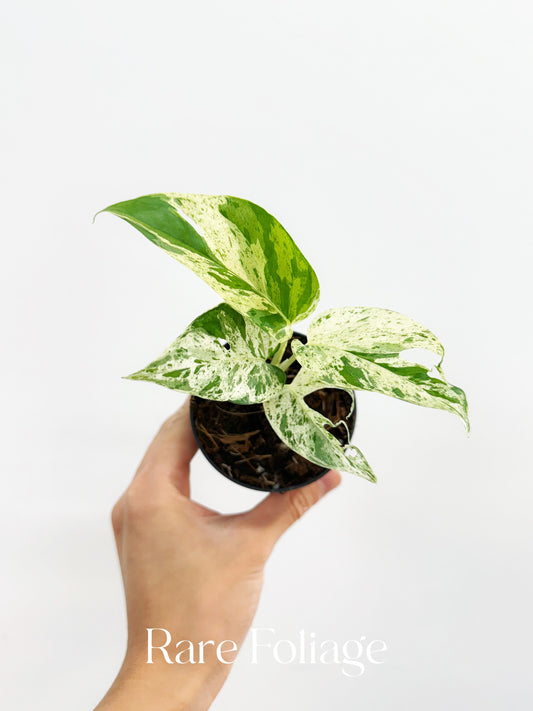 Epipremnum Pinnatum Marble Variegated 3”