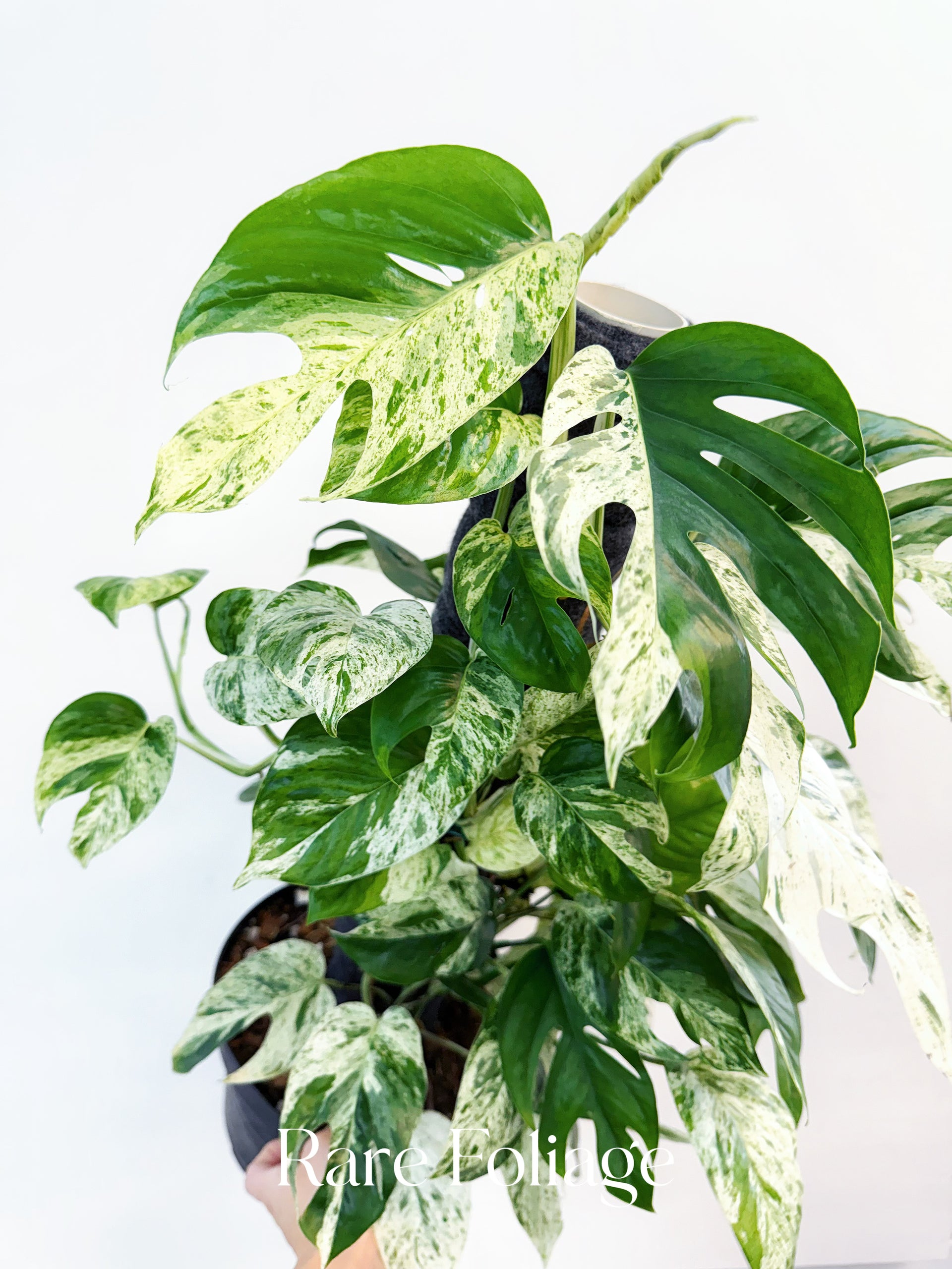 Epipremnum Pinnatum Marble Variegated 8” Totem – Rare Foliage Plant Co