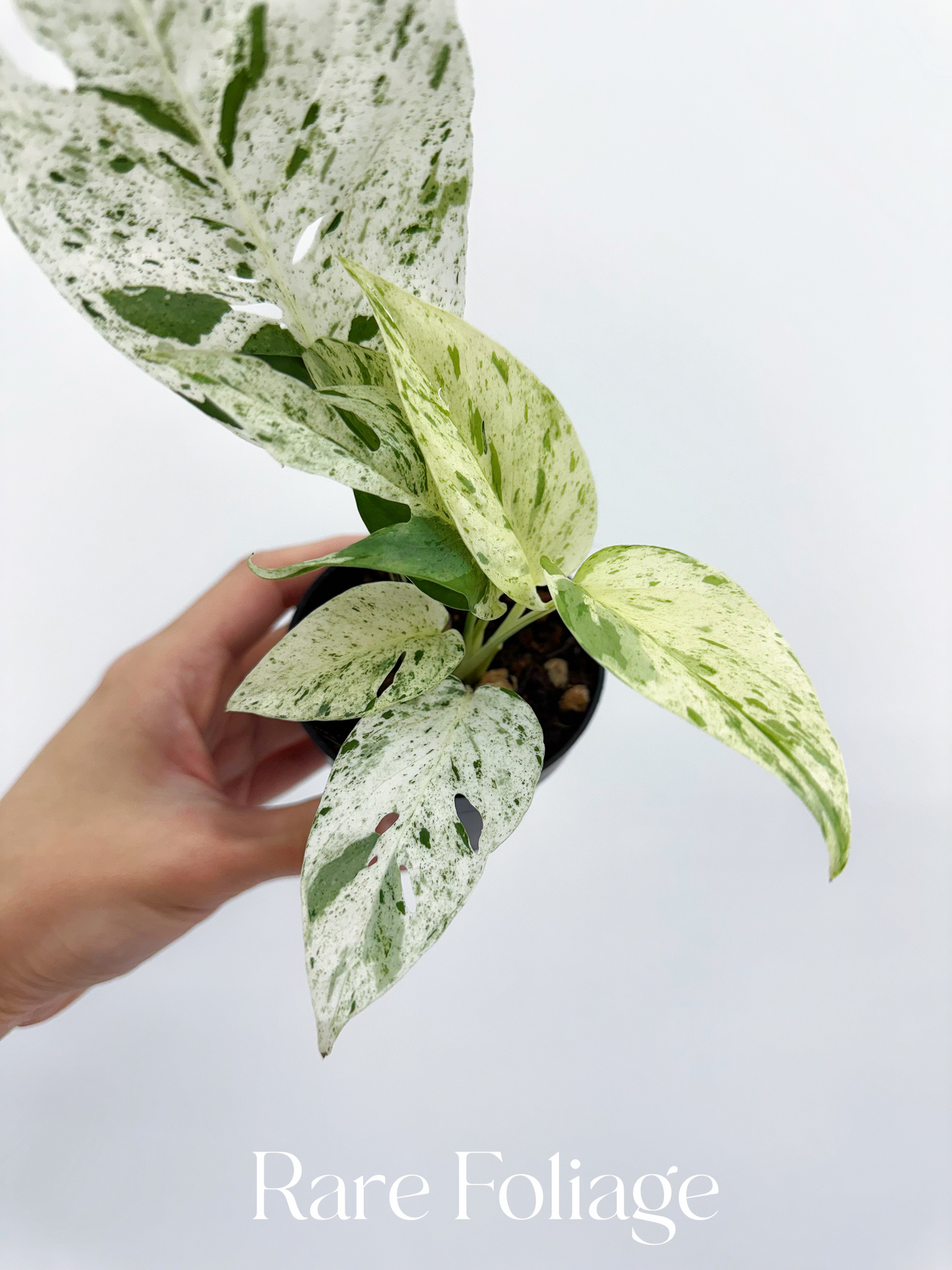 Epipremnum Pinnatum Marble Variegated 3”