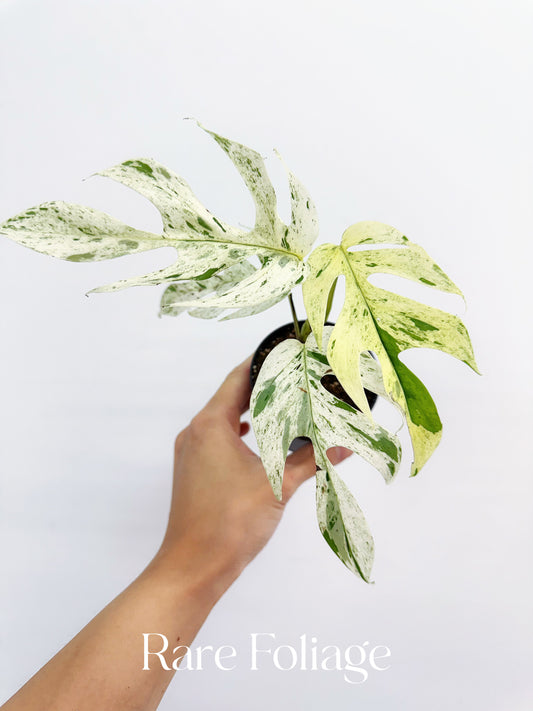 Epipremnum Pinnatum Marble Variegated 3”