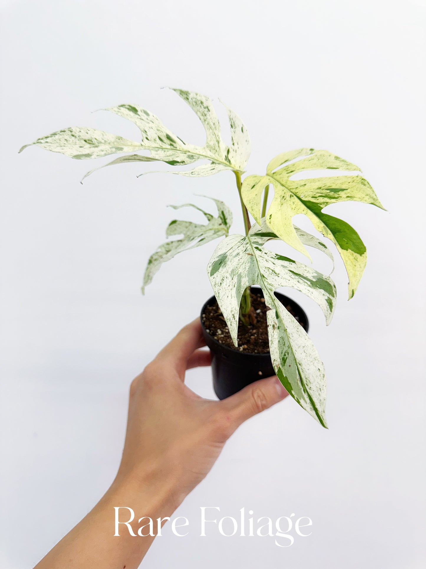 Epipremnum Pinnatum Marble Variegated 3”