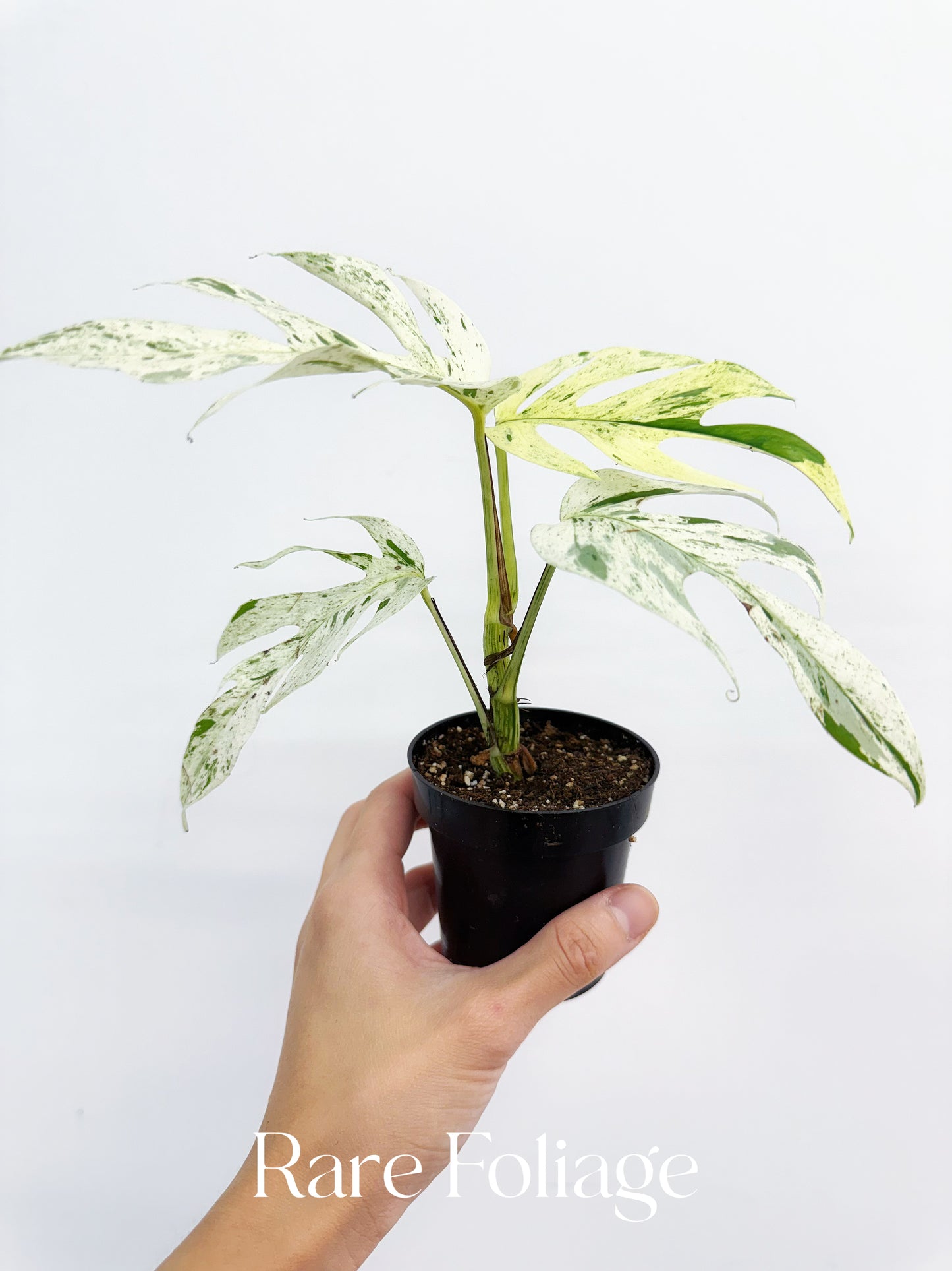 Epipremnum Pinnatum Marble Variegated 3”