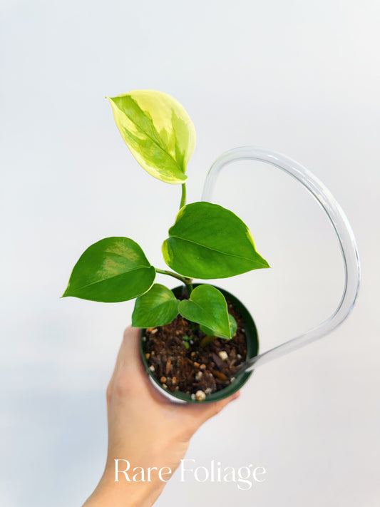 Epipremnum ‘Poonsin’ Manjula Pothos 4”