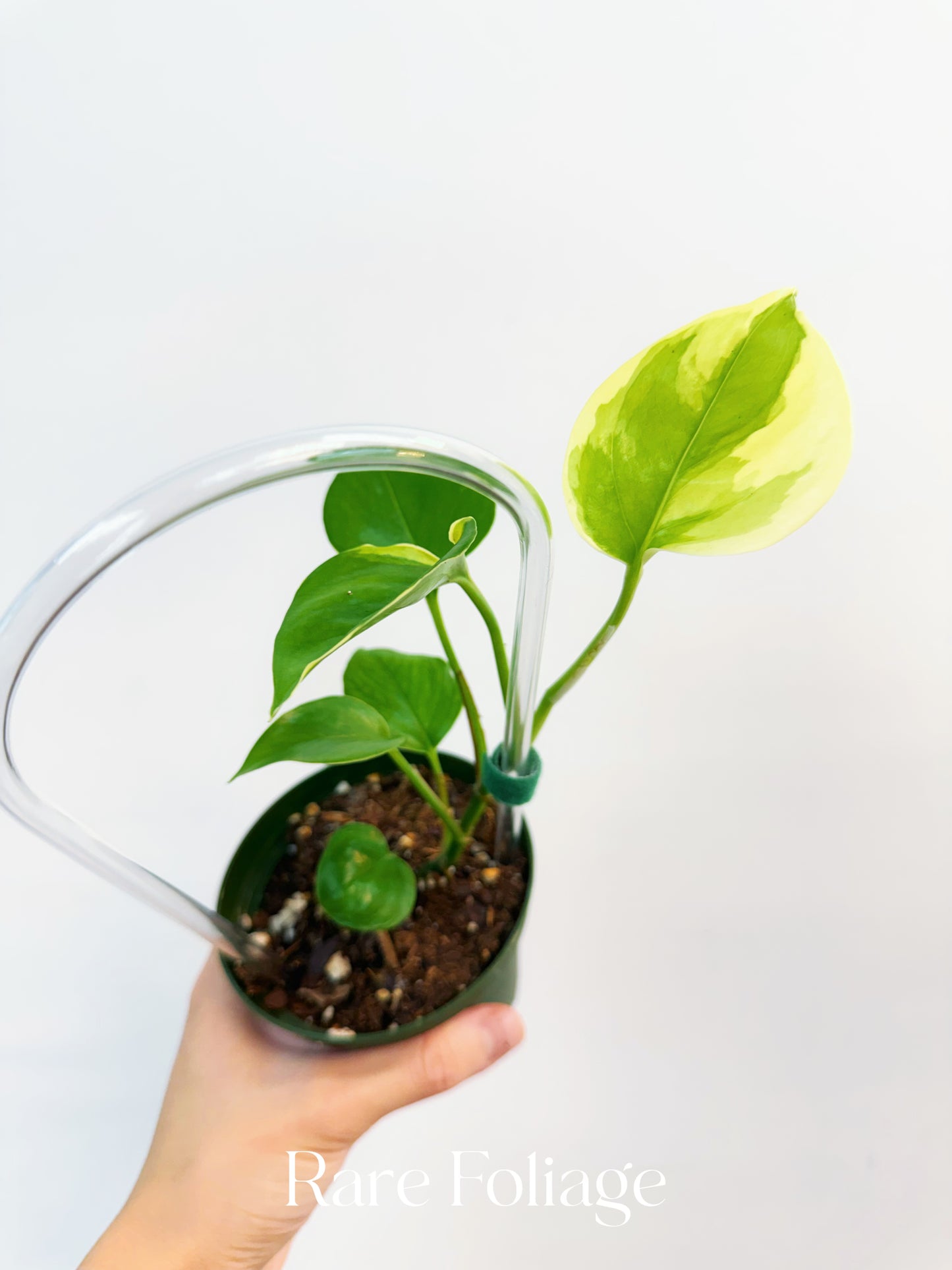 Epipremnum ‘Poonsin’ Manjula Pothos 4”