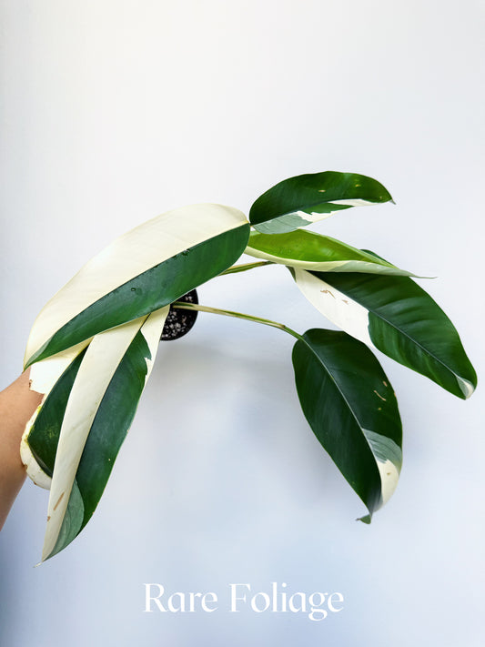 Epipremnum White Pearl (Albo Variegated) 4” Exact Plant