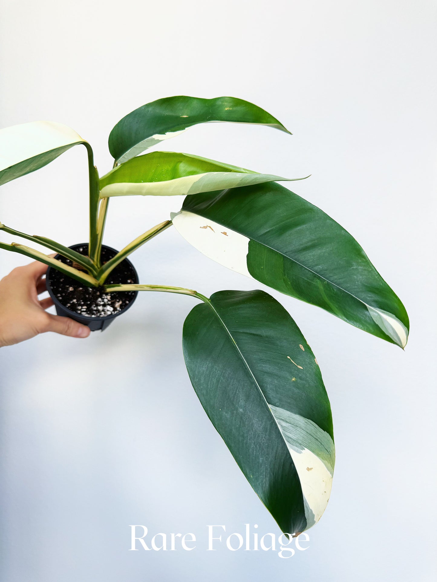 Epipremnum White Pearl (Albo Variegated) 4” Exact Plant