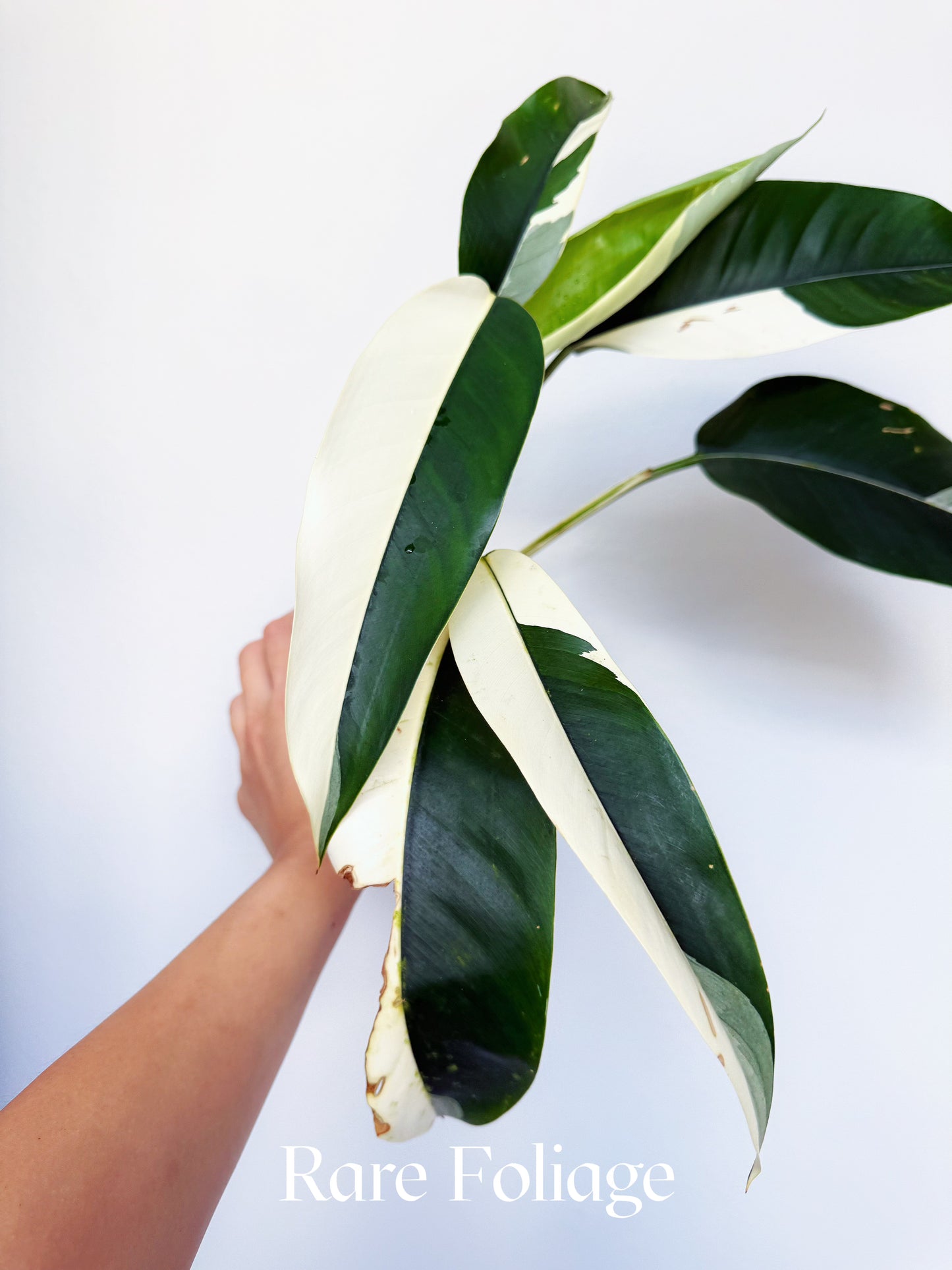 Epipremnum White Pearl (Albo Variegated) 4” Exact Plant
