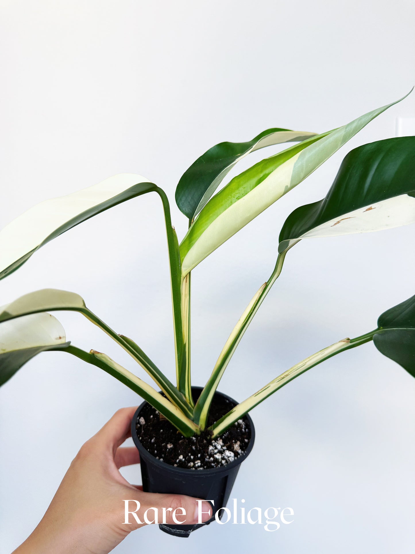 Epipremnum White Pearl (Albo Variegated) 4” Exact Plant