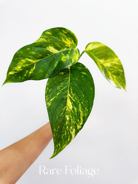 Epipremnum Yellow Flame Variegated 3”