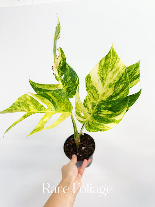 Epipremnum Yellow Flame Variegated 4”