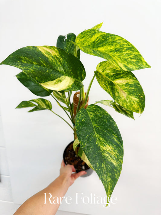 Epipremnum Yellow Flame Variegated 6”