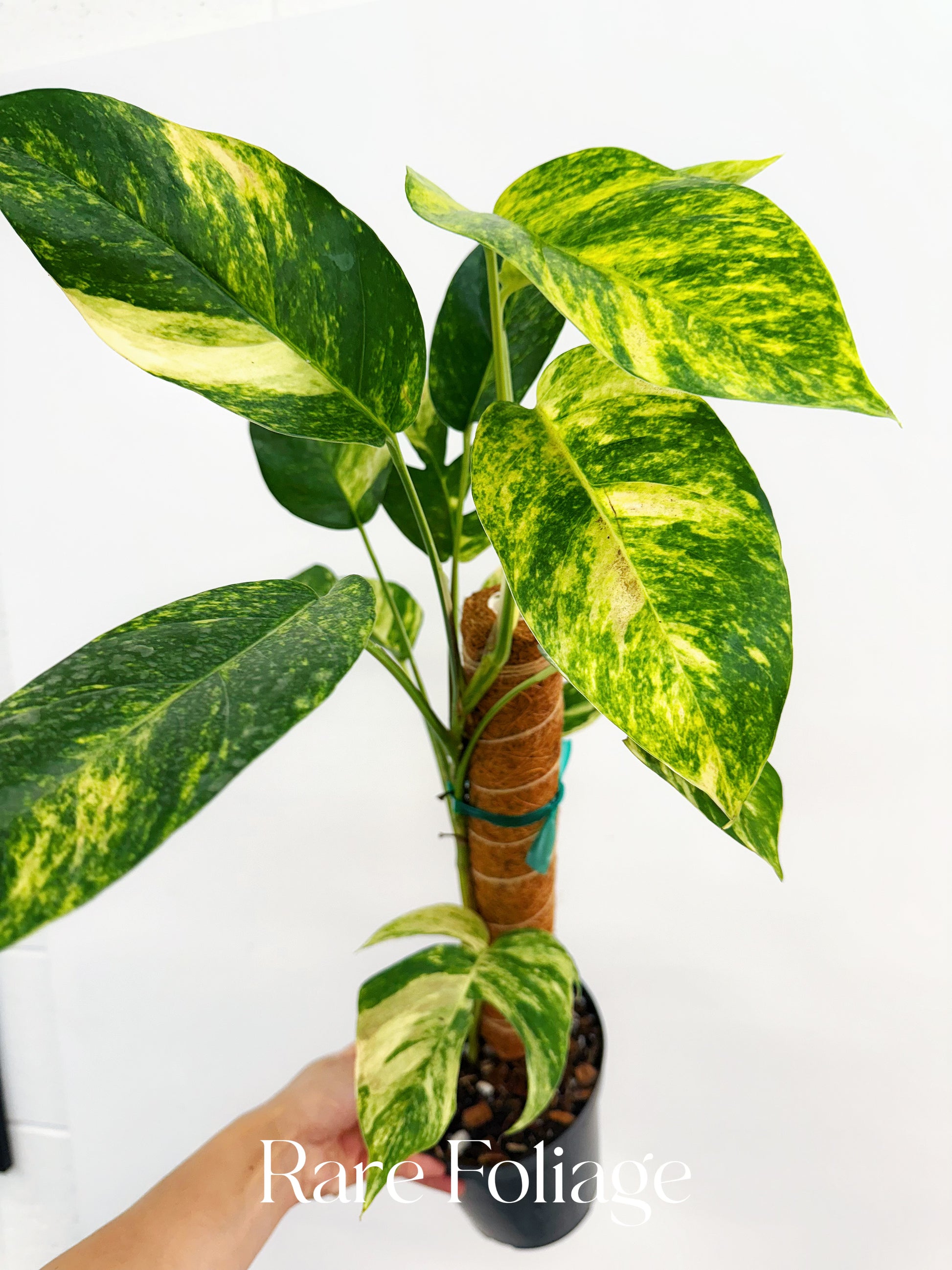 philodendron yellow flame Epipremnum Yellow Flame Variegated 6” – Rare Foliage Plant Co