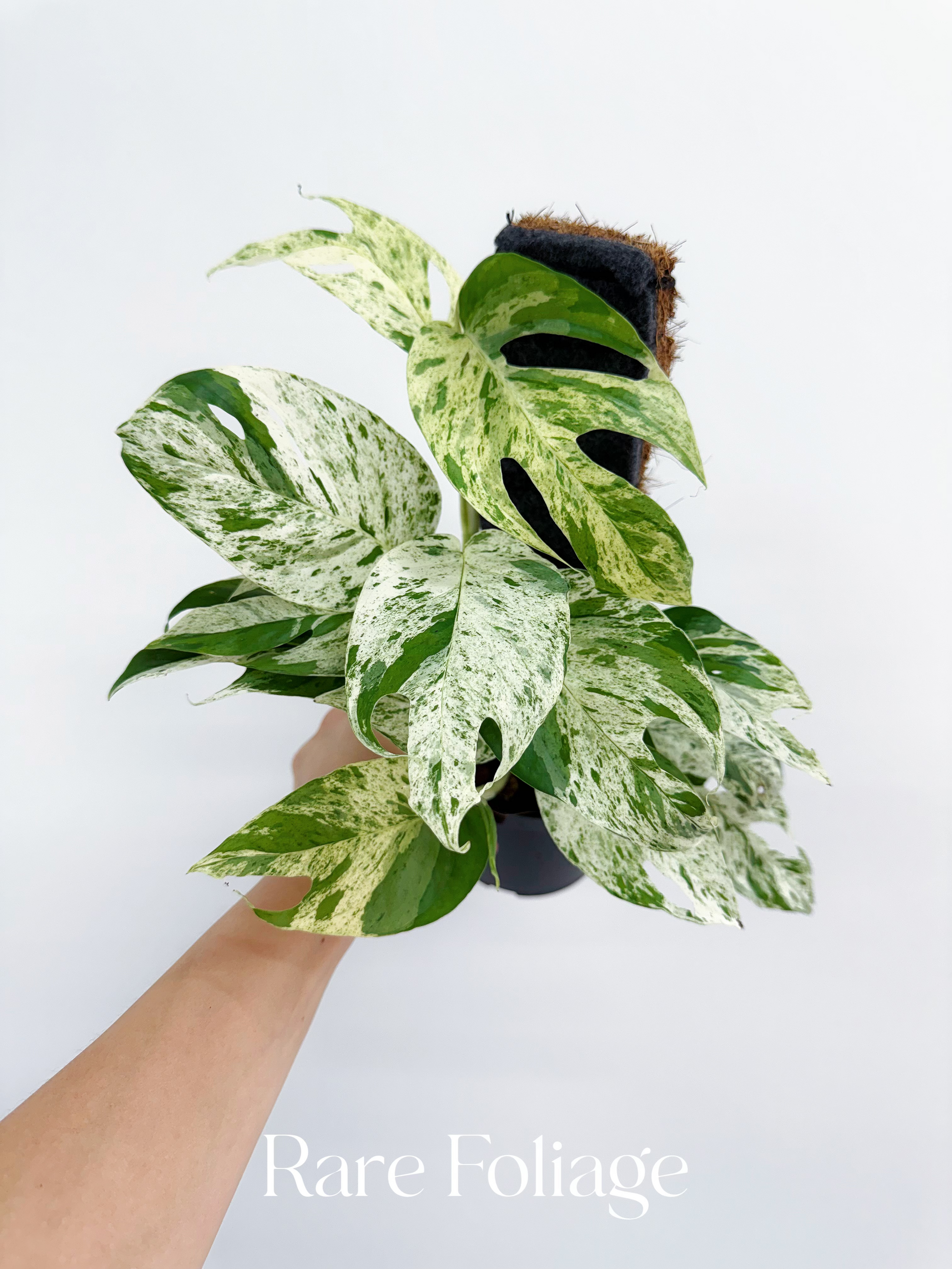 Epi_Marble_1.heic?v=1730426731 Epi_Marble_1.heic?v=1730426731