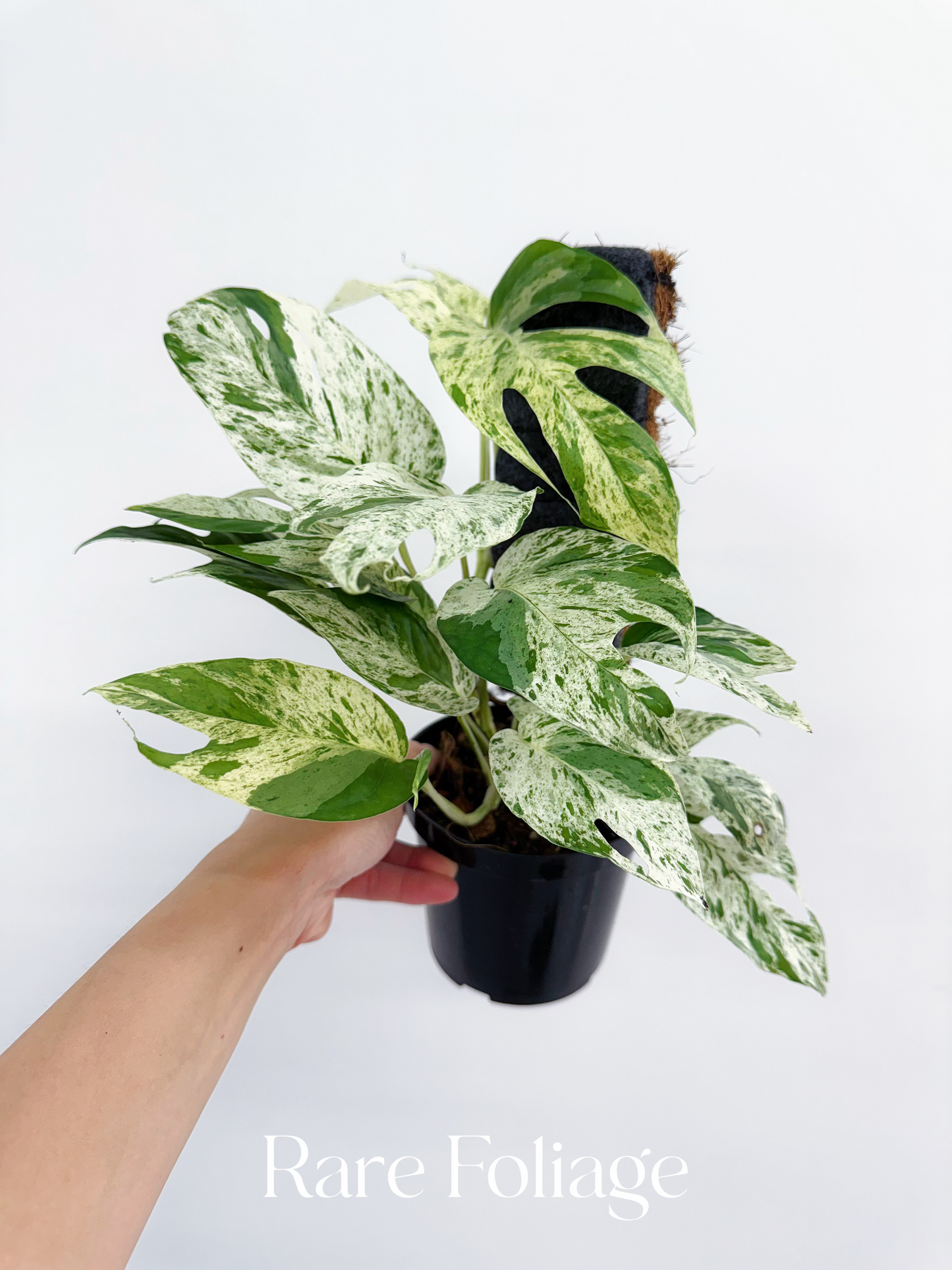 Epipremnum Pinnatum Marble Variegated 4”