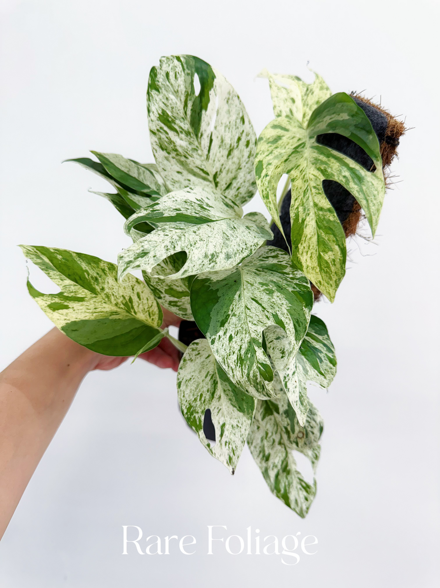 Epipremnum Pinnatum Marble Variegated 4”