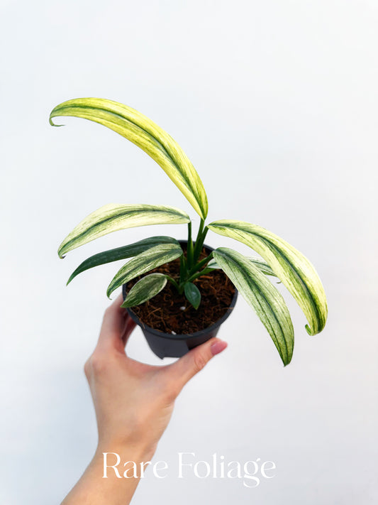 Epipremnum Amplissimum Albo Variegated 4”