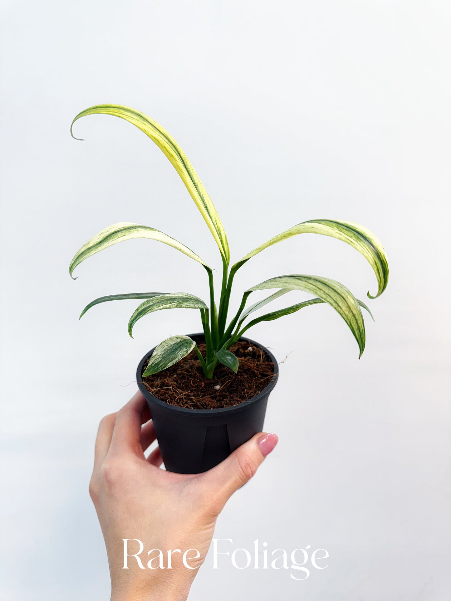 philodendron amplissimum variegated Epipremnum Amplissimum Albo Variegated 4” – Rare Foliage Plant Co