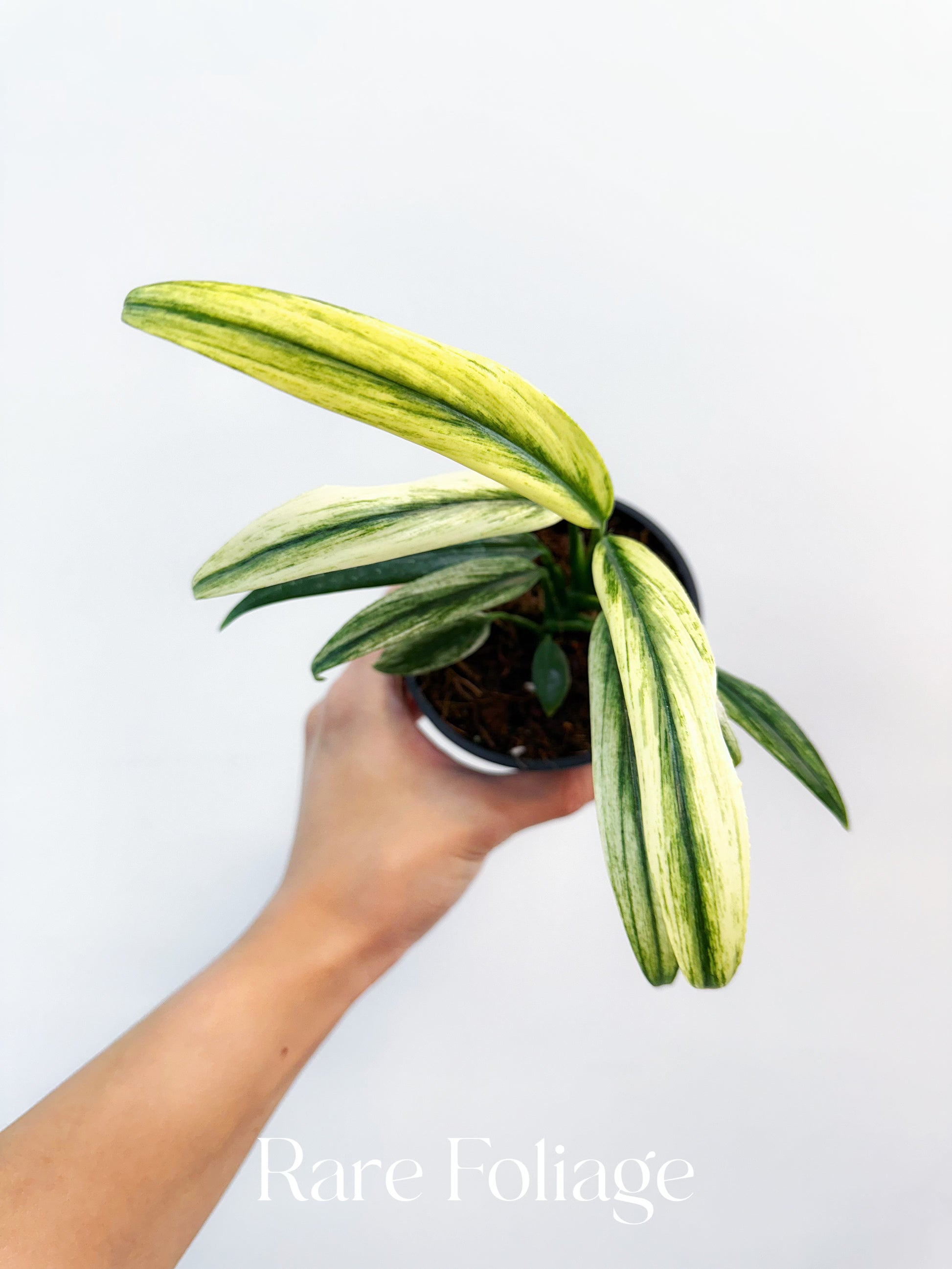 philodendron amplissimum variegated Epipremnum Amplissimum Albo Variegated 4” – Rare Foliage Plant Co
