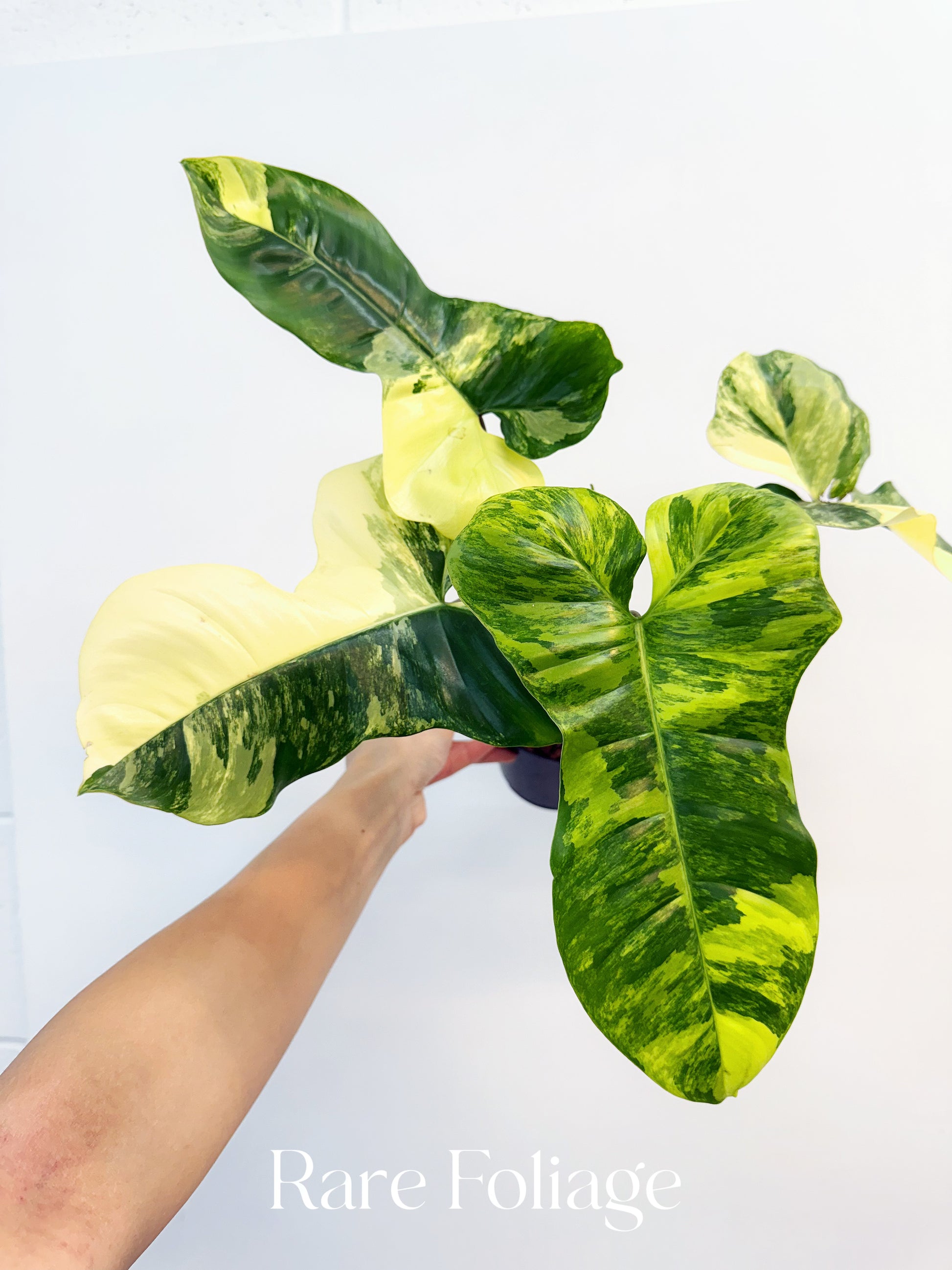 philodendron florida variegated Philodendron Florida Beauty x Paraiso Variegated 4" Exact Plant
