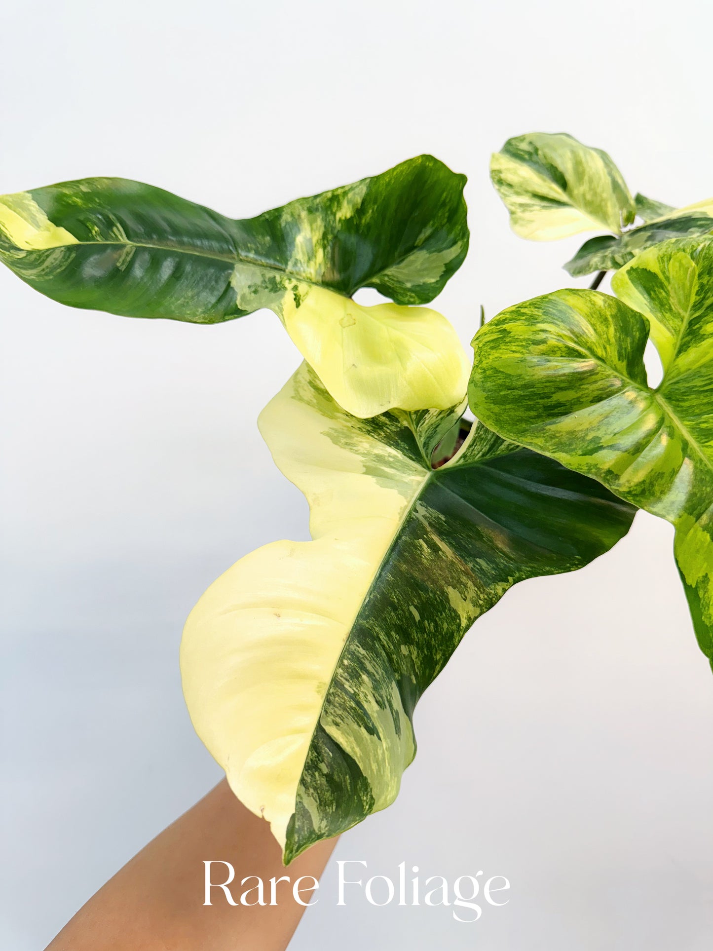 Philodendron Florida Beauty x Paraiso Variegated 4" Exact Plant