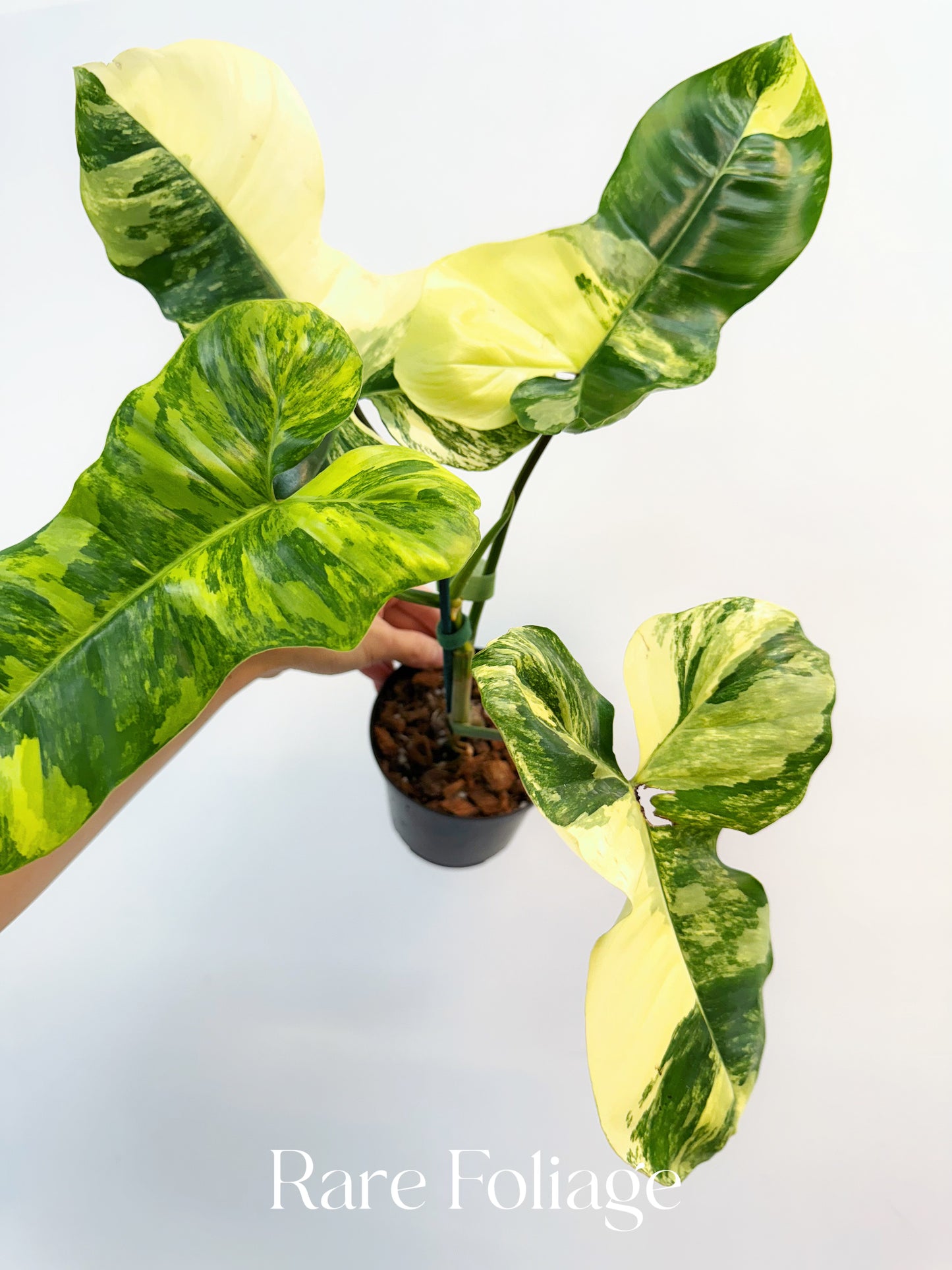 Philodendron Florida Beauty x Paraiso Variegated 4" Exact Plant