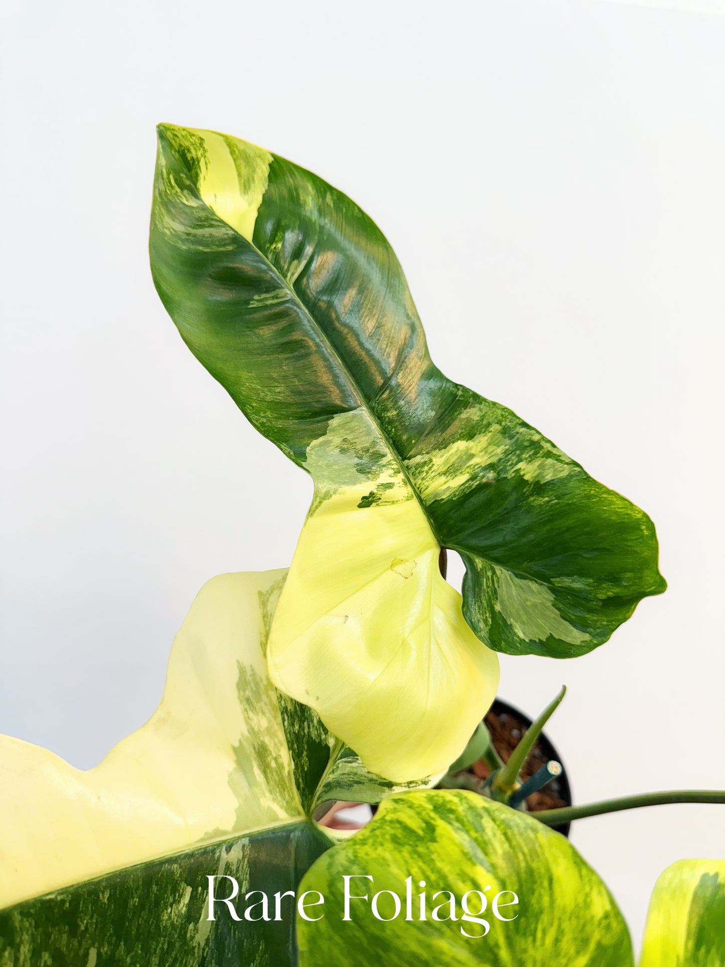 Philodendron Florida Beauty x Paraiso Variegated 4" Exact Plant