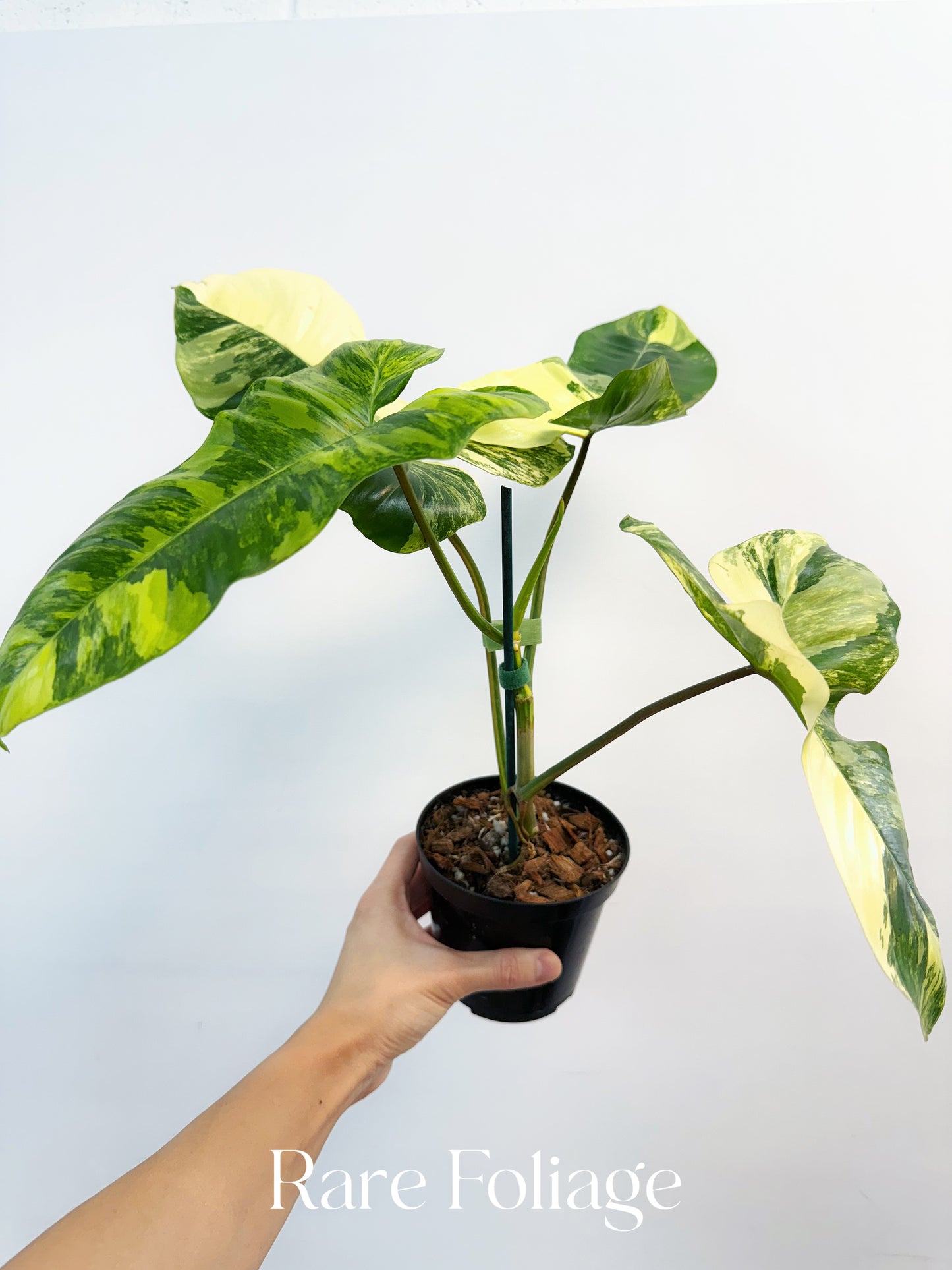 Philodendron Florida Beauty x Paraiso Variegated 4" Exact Plant