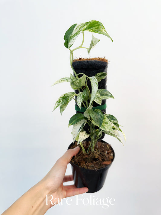 Epipremnum Bali Variegated 4”