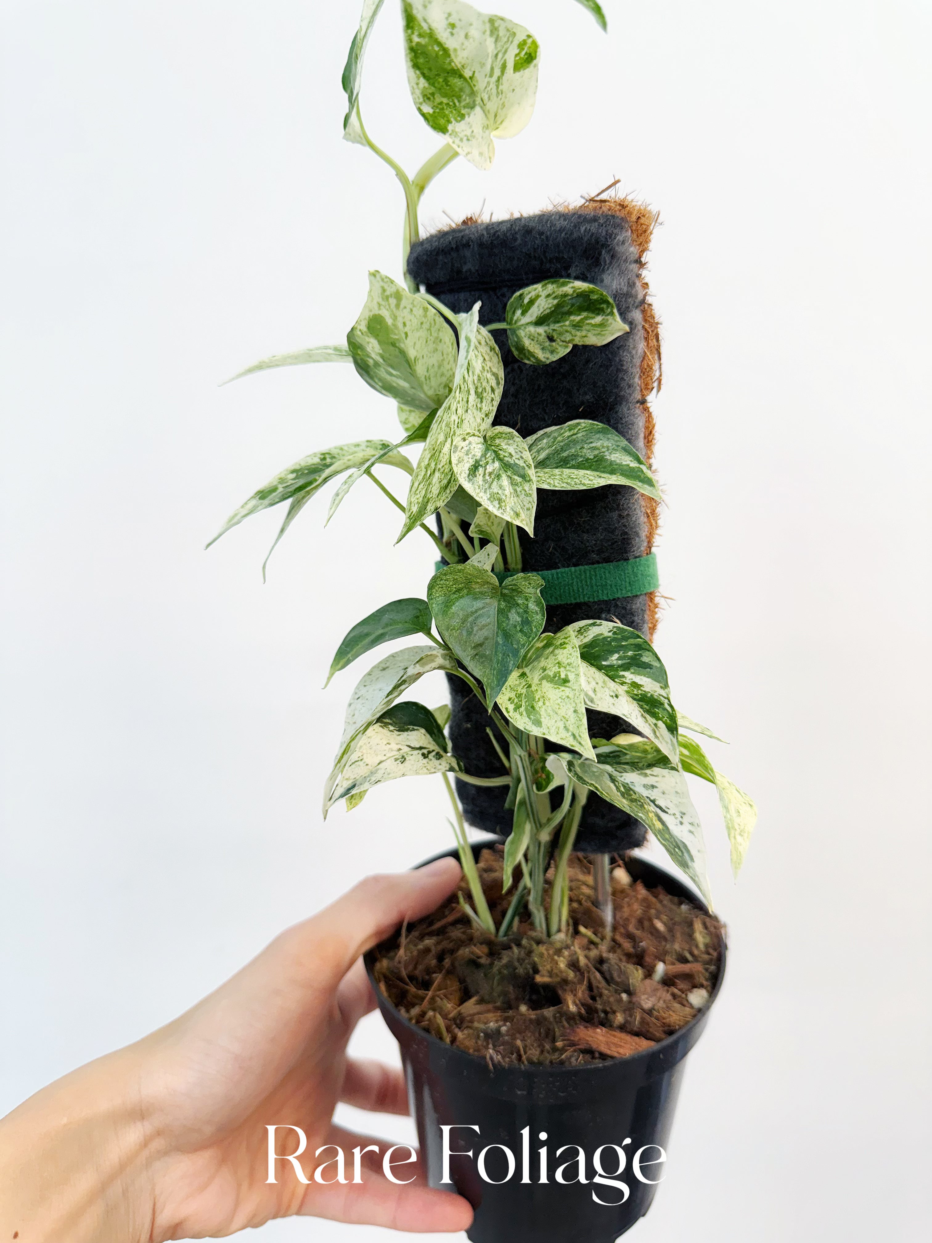 Epipremnum Hanoman Sp. Bali Variegated - Thumbnail 2