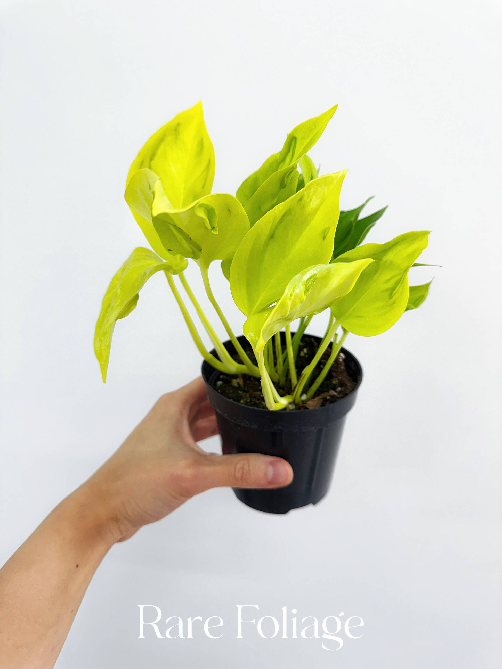pothos champs elysees Epipremnum Champs Elysees 4” – Rare Foliage Plant Co