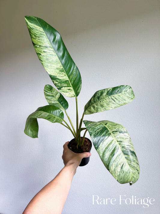 Epipremnum Giganteum Variegated 4” Exact Plant