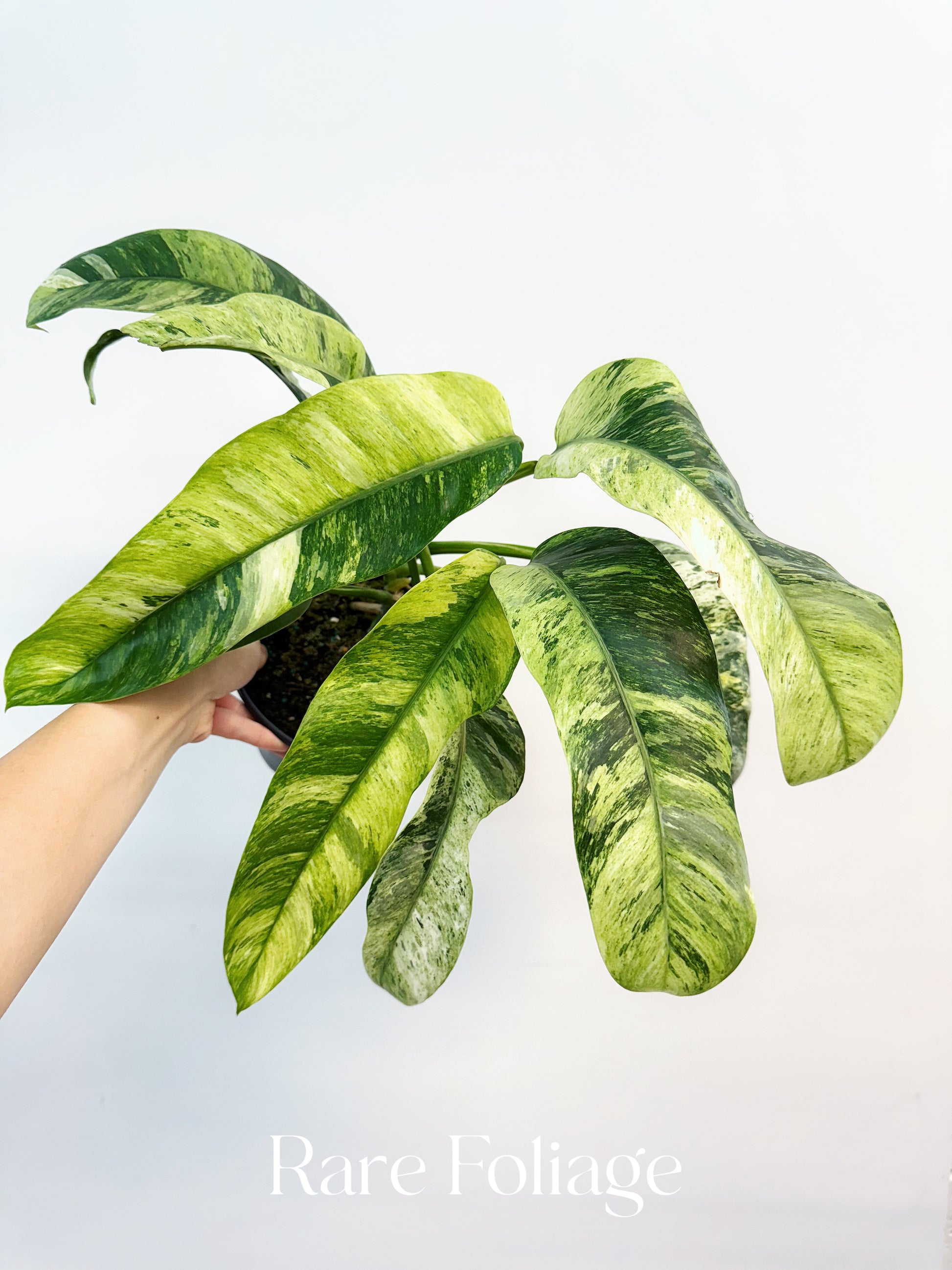 variegated giganteum philodendron Epipremnum Giganteum Tricolor Variegated 6”