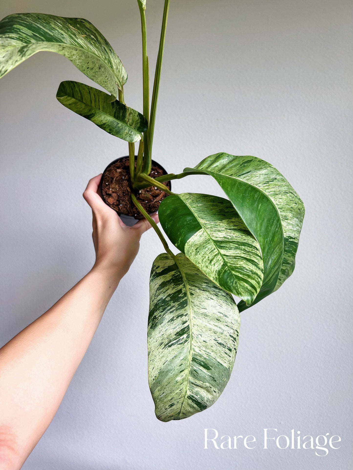 Epipremnum Giganteum Variegated 4” Exact Plant