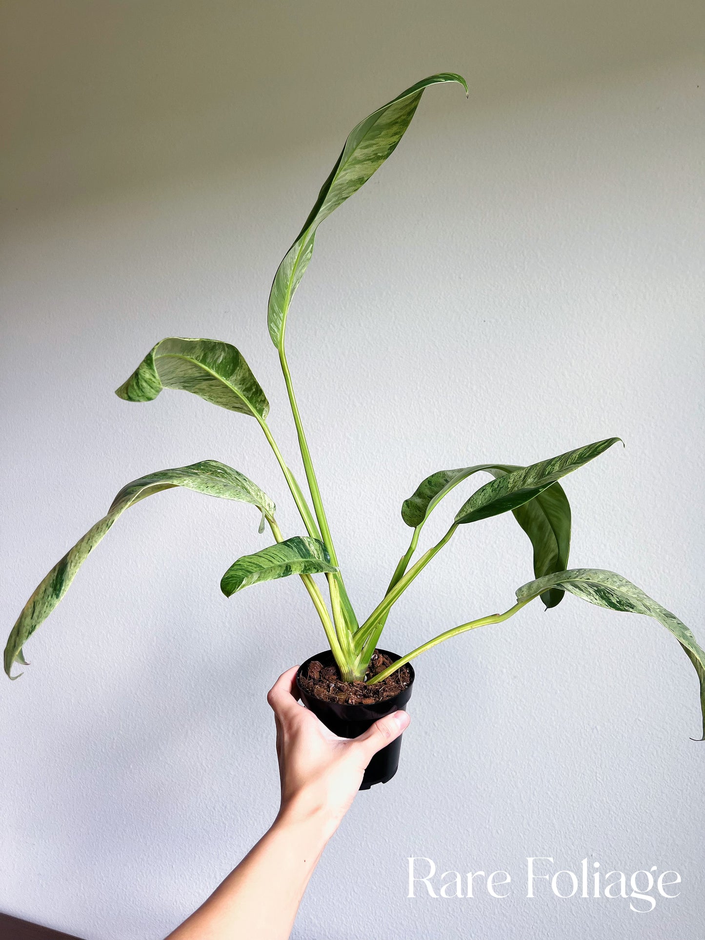 Epipremnum Giganteum Variegated 4” Exact Plant