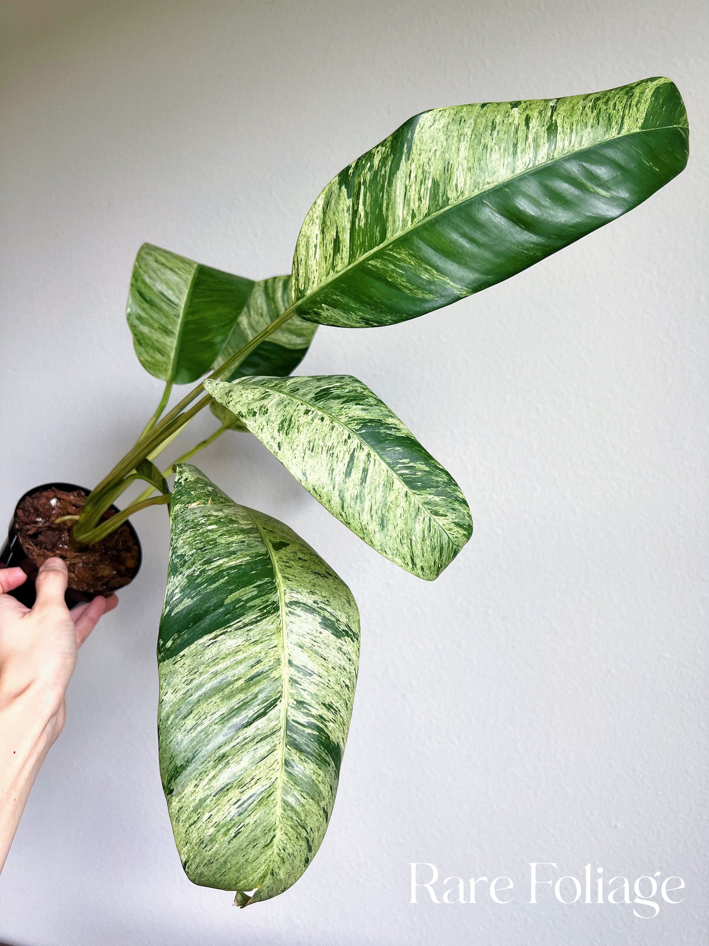 Epipremnum Giganteum Variegated 4” Exact Plant