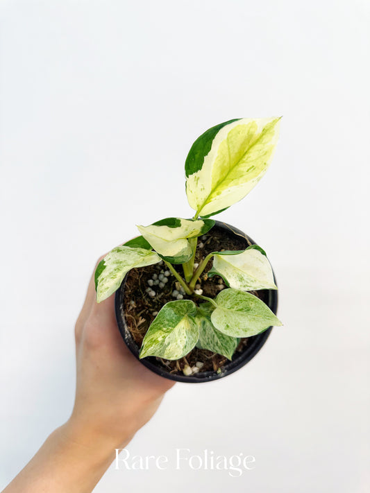 Epipremnum Japanese Global Pothos 4”