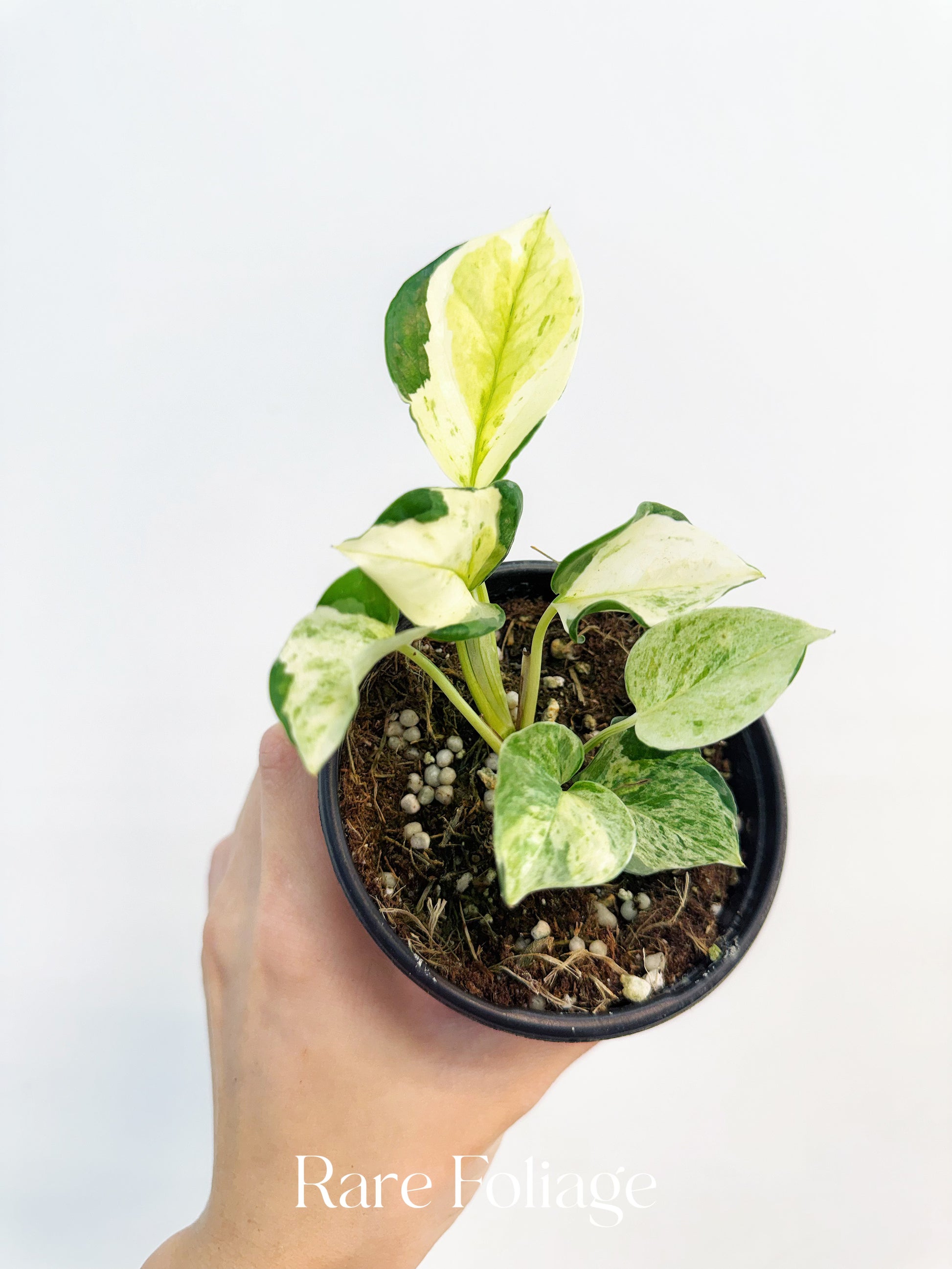 global green pothos with white Epipremnum Japanese Global Pothos 4” – Rare Foliage Plant Co