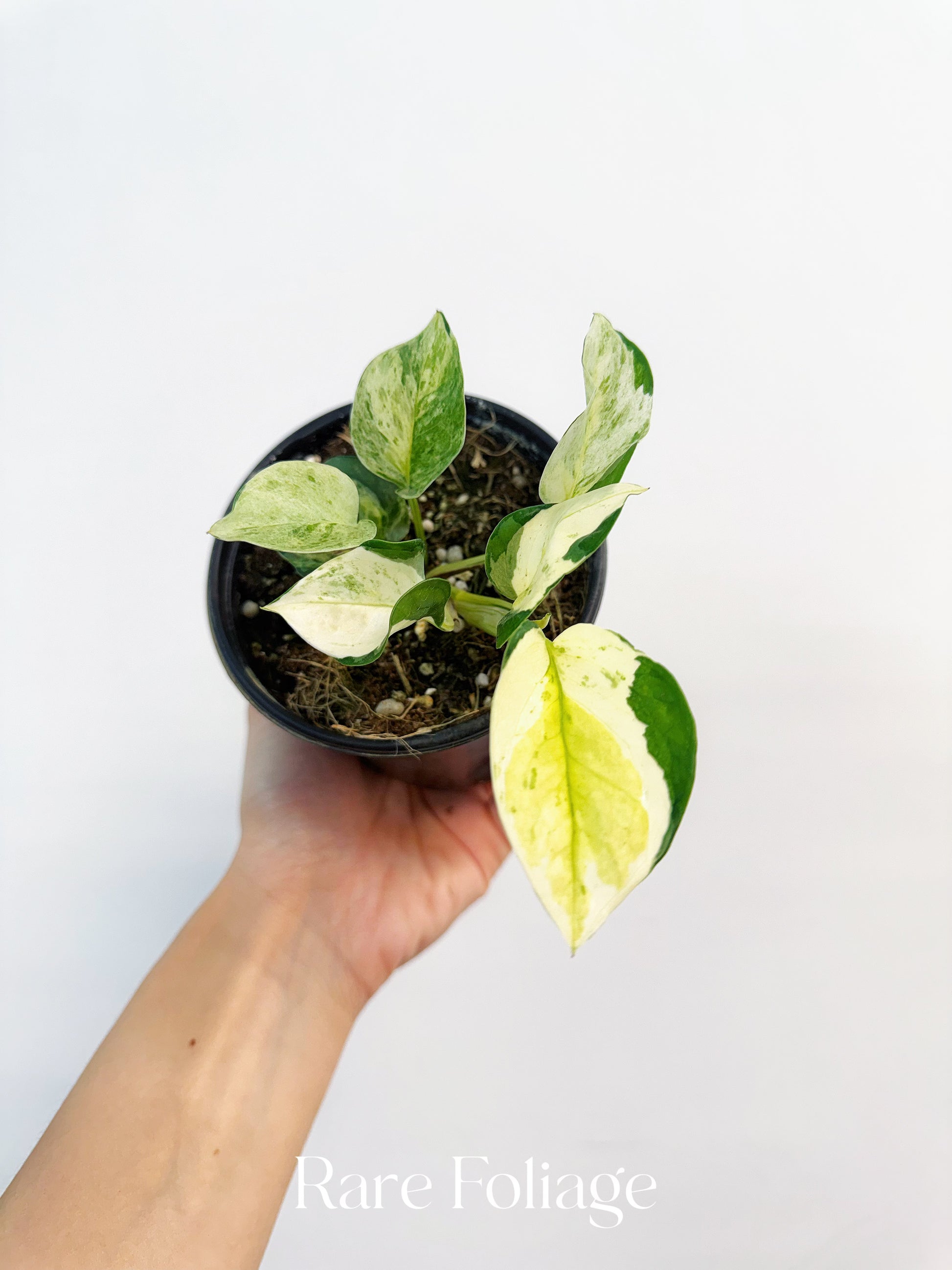 rare pothos plant Epipremnum Japanese Global Pothos 4”